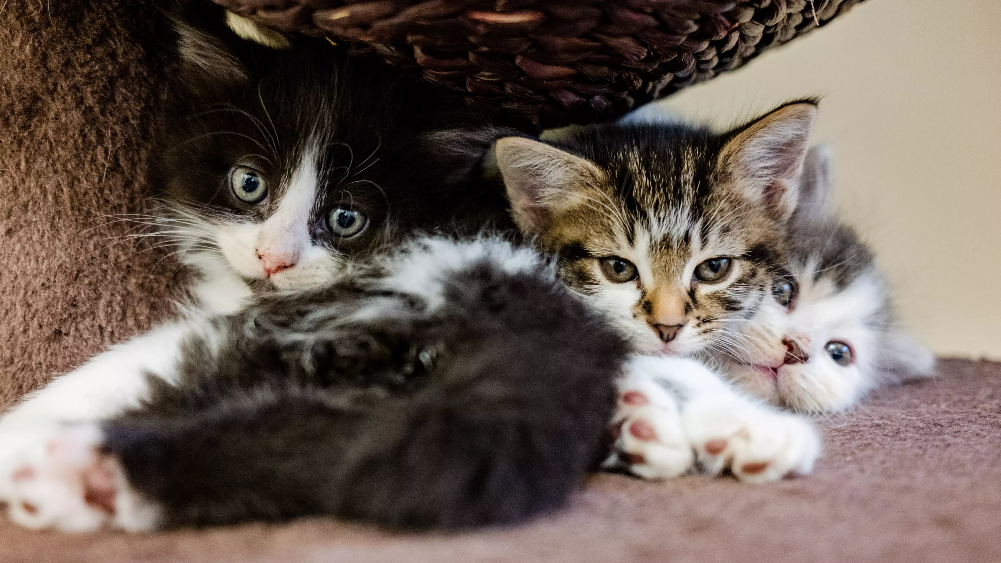 Three kittens cuddled together of different colours 