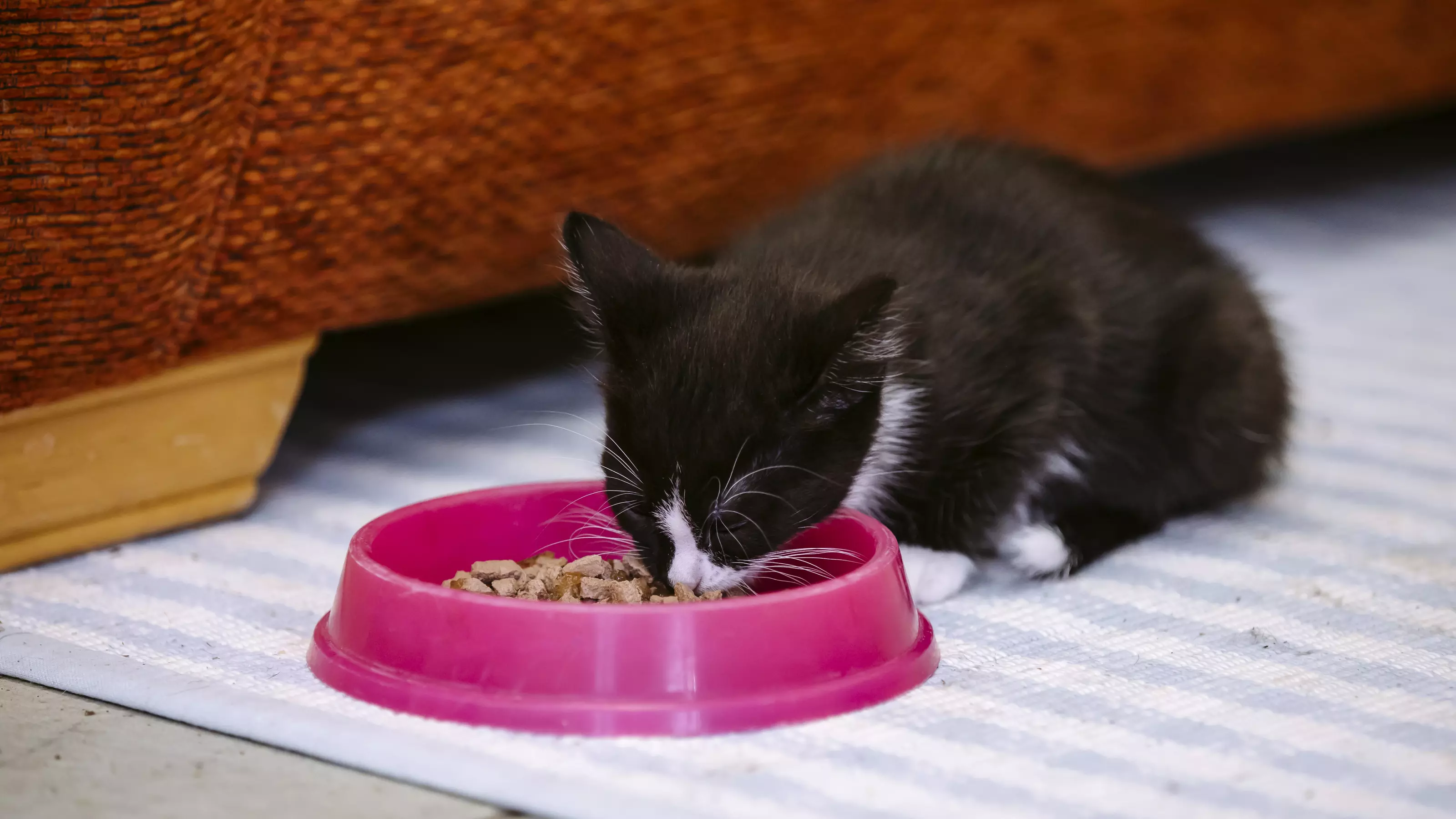 Black kitten eating out of pink bowl