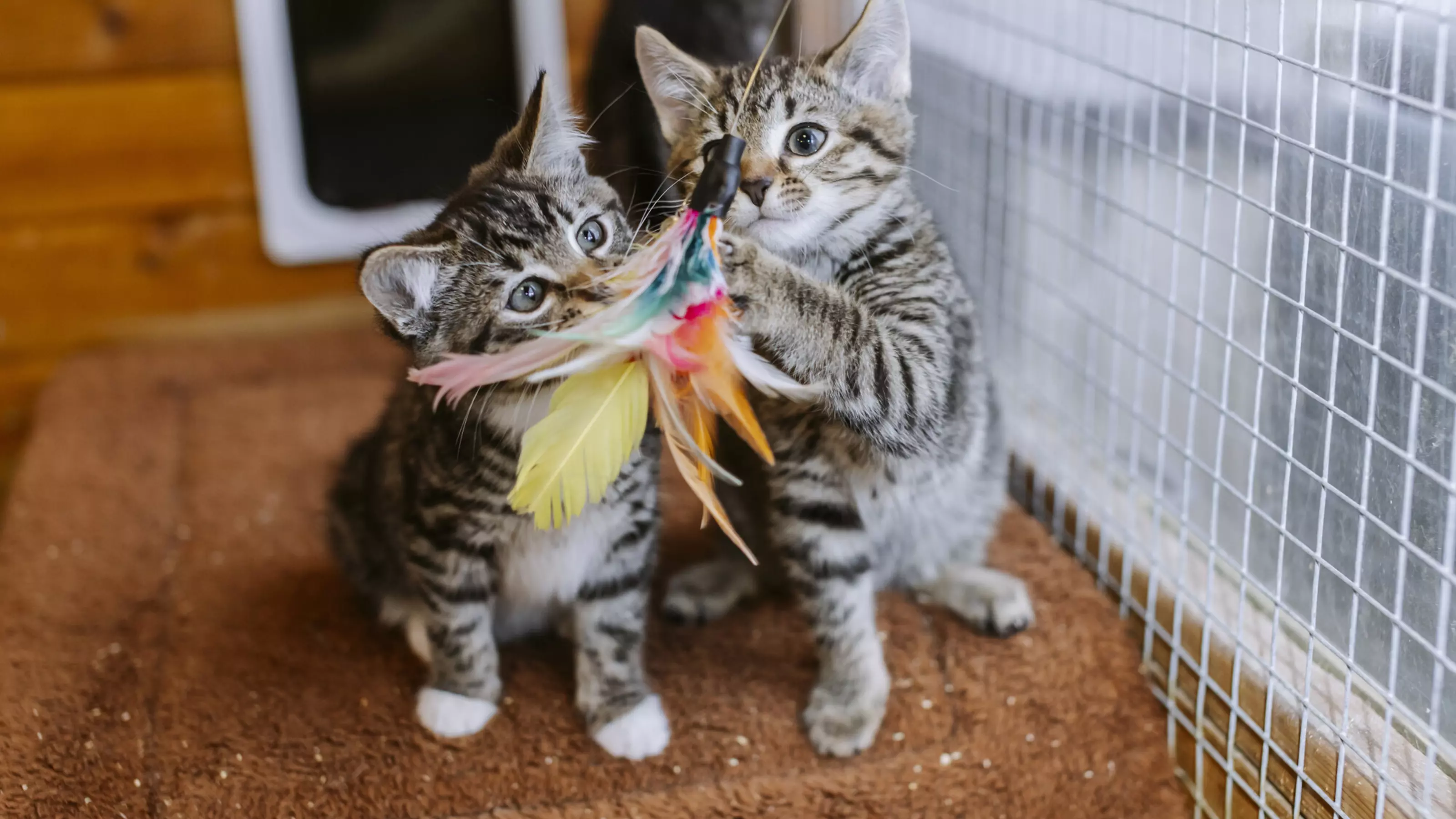Two of the kittens playing in their cat chalet with a feather rod toy