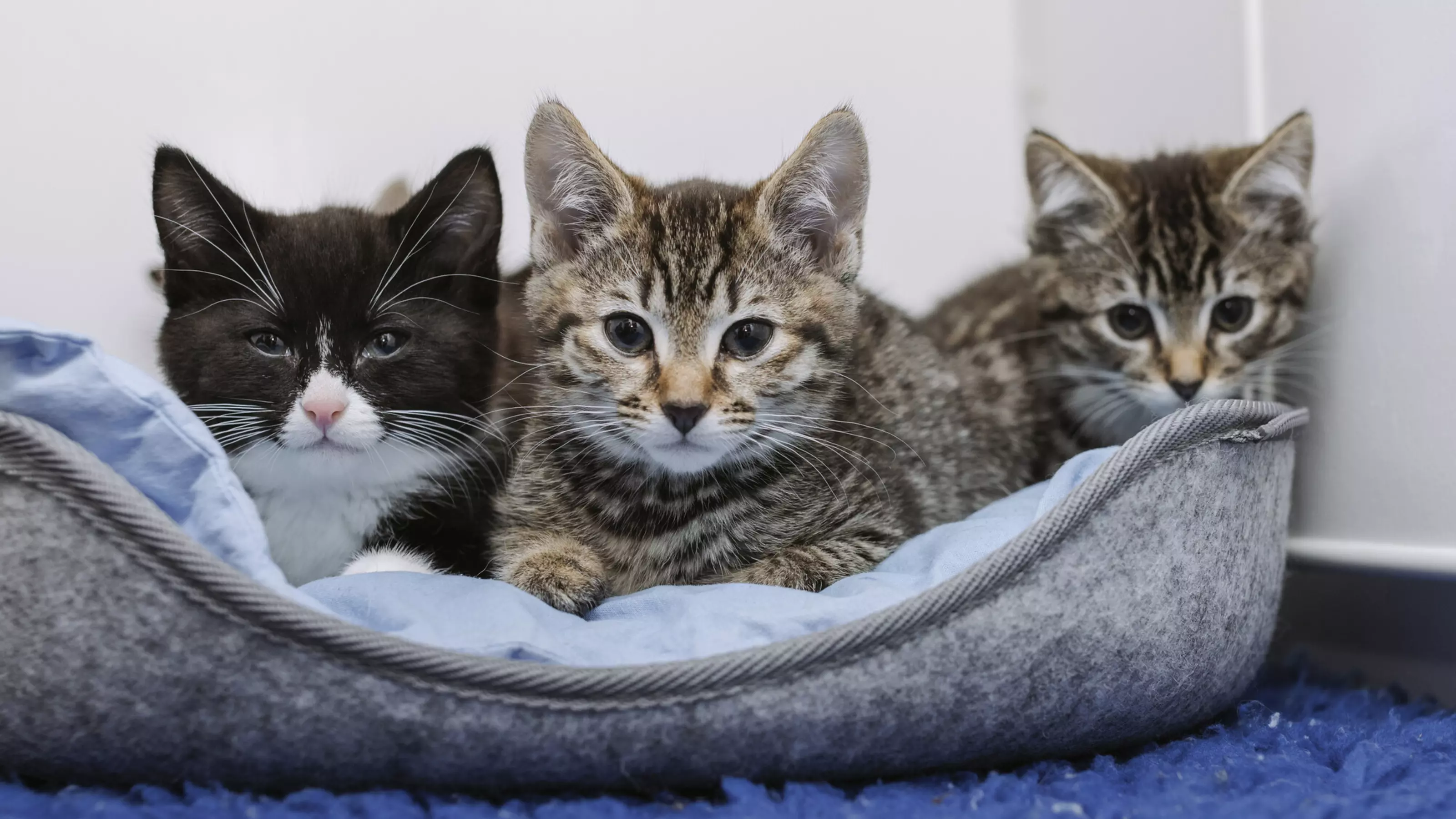 Three of the kittens lying in a blue and grey bed looking to camera