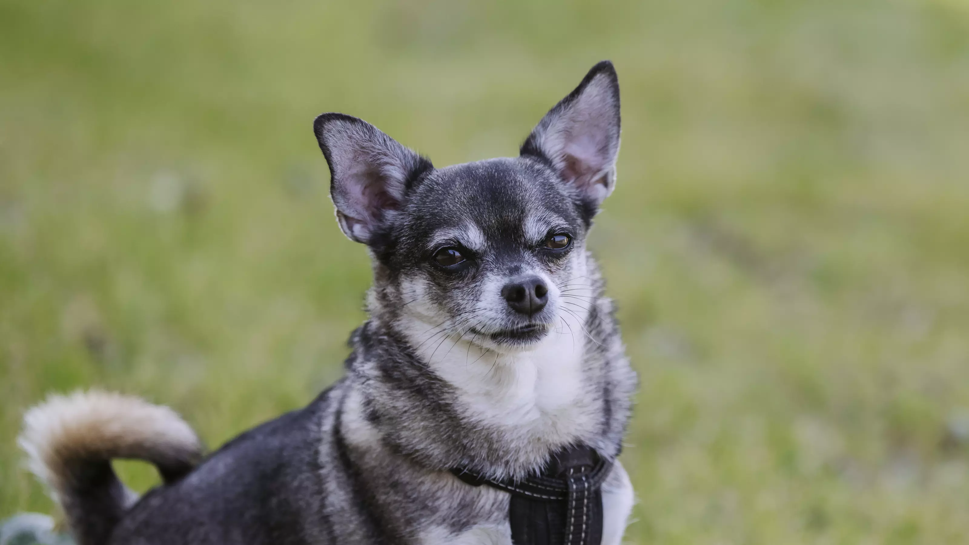 Teddy, a greying black and tan Chihuahua, sits proudly looking towards the camera