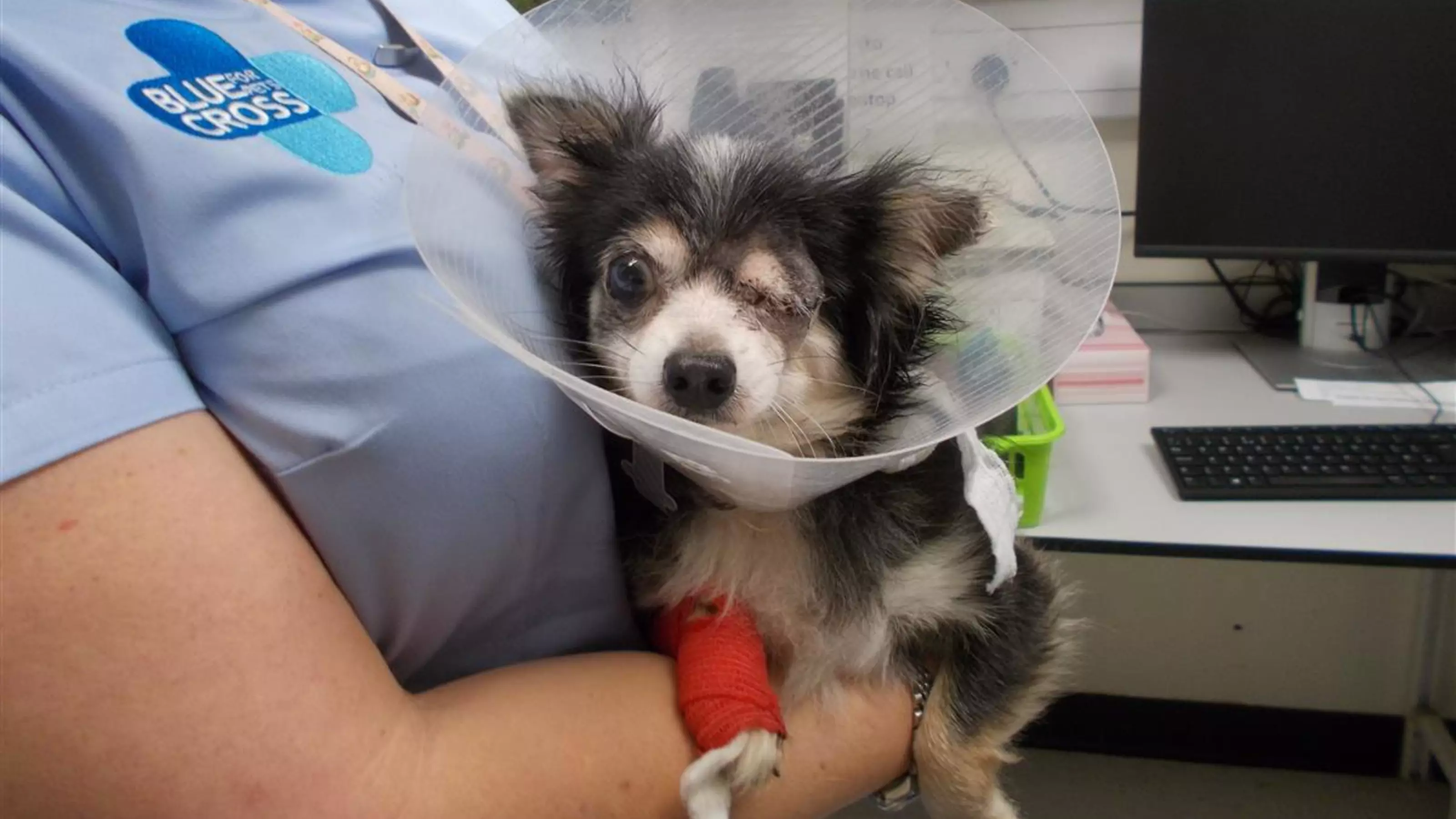 Black and white chihuahua Missy wearing a buster collar with a bandage on her leg and being held by a veterinary nurse