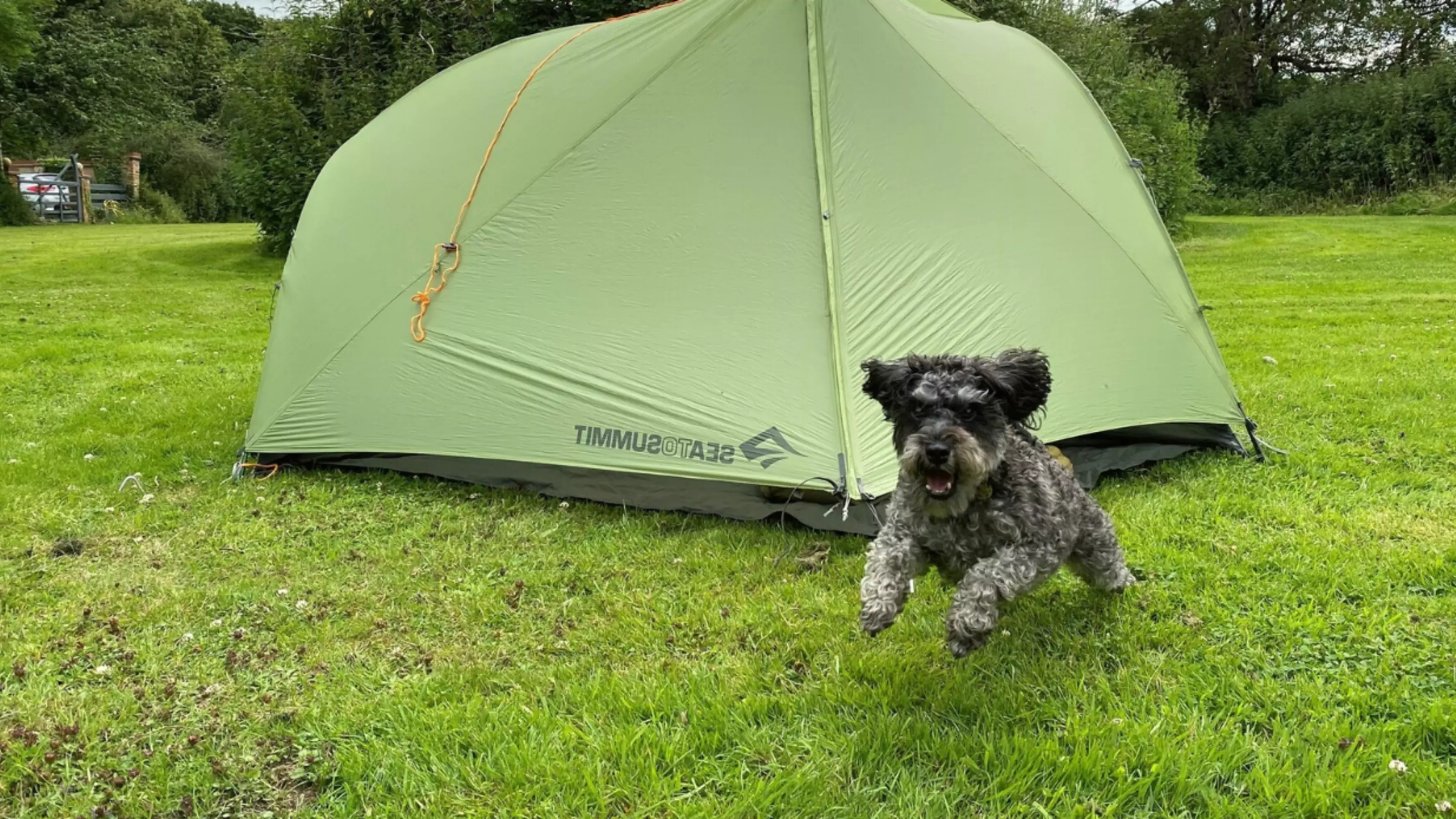 Small grey dog running in front of a green tent in a field