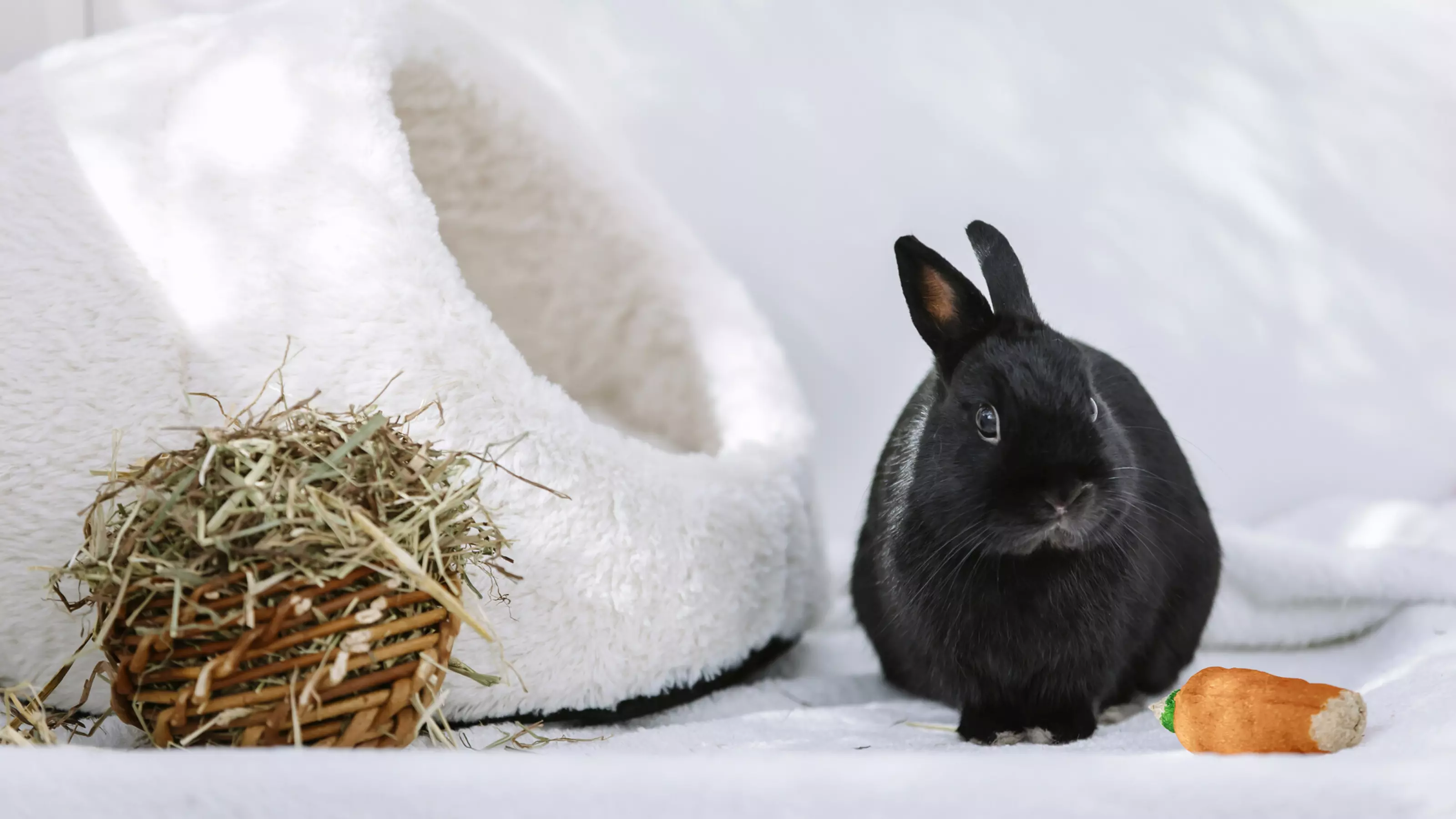 Rabbit Bertie in his pen next to a cosy white bed and a ball of hay