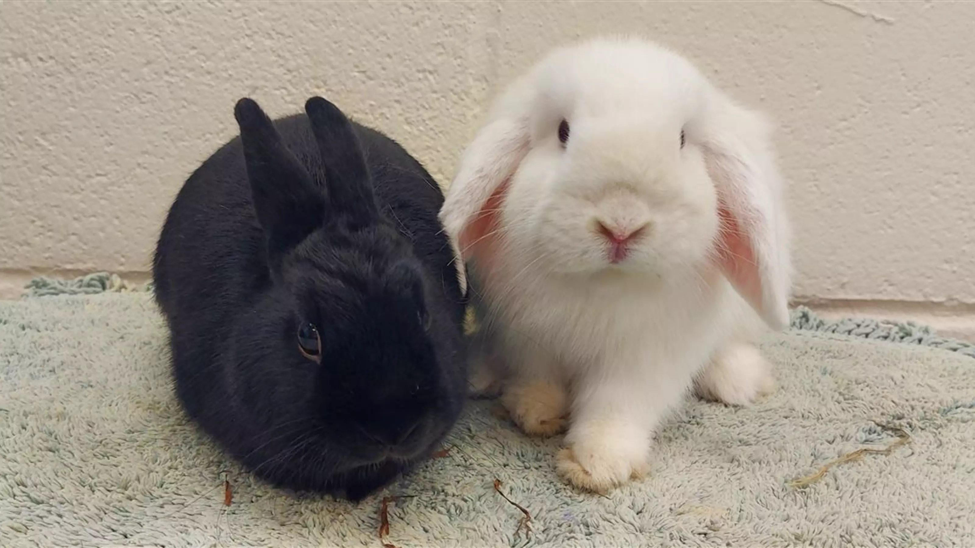 Black rabbit Bertie next to new friend and white rabbit Shortcake