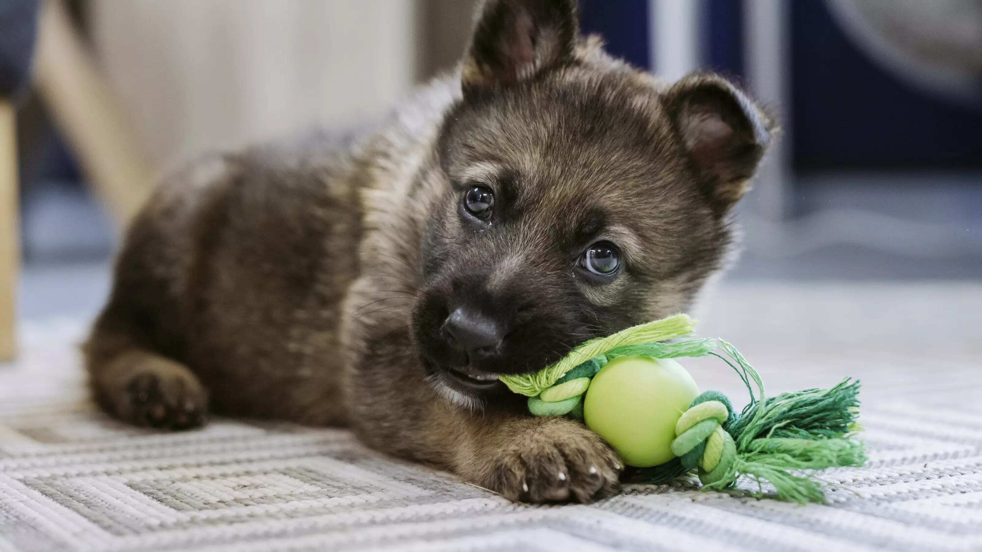 German shepherd puppy Mitzi lies on the floor, chewing a green toy