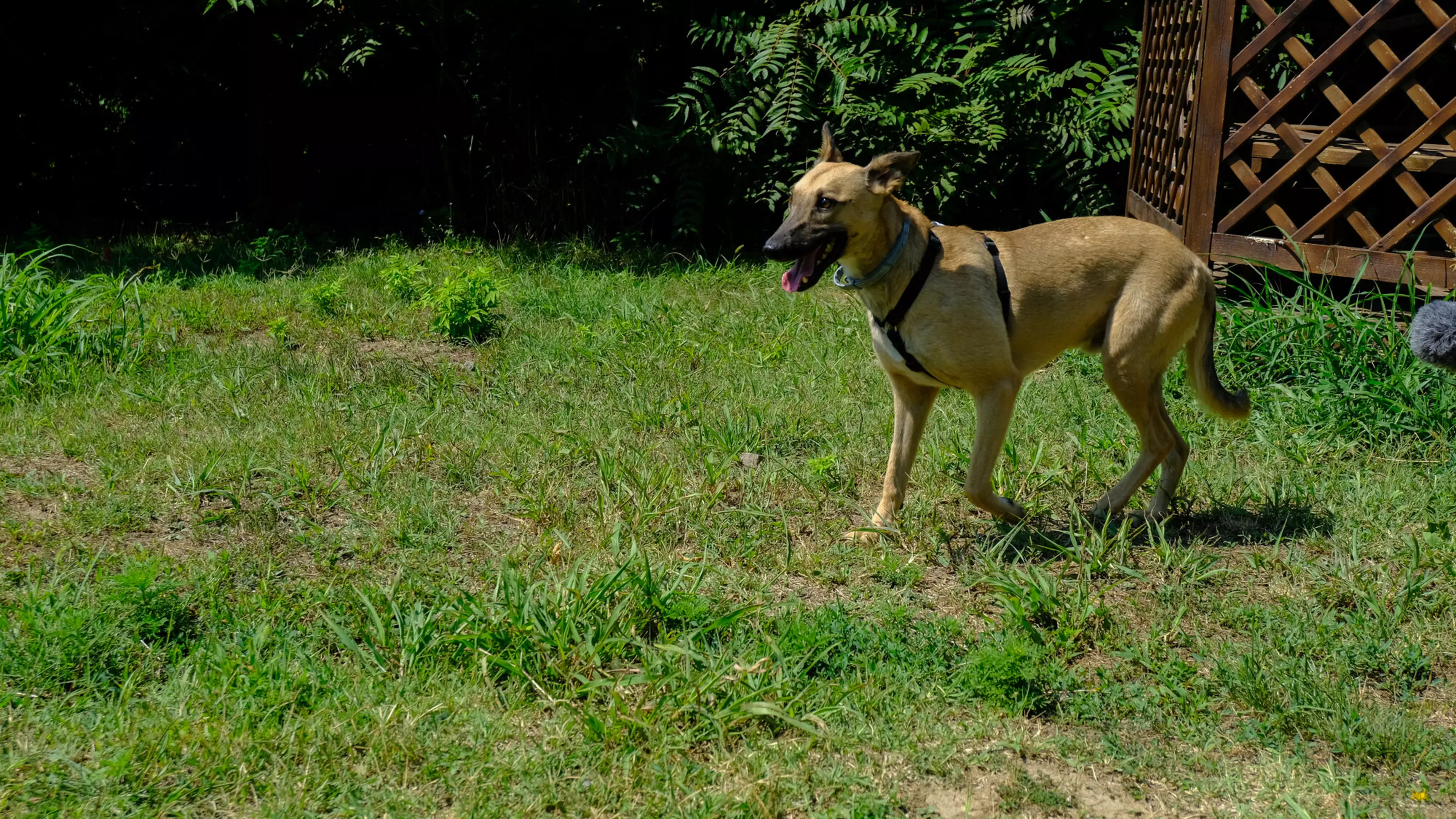 Dog Giorgio, a tan-coloured cross-breed, explores the garden at Save the Dogs in Romania