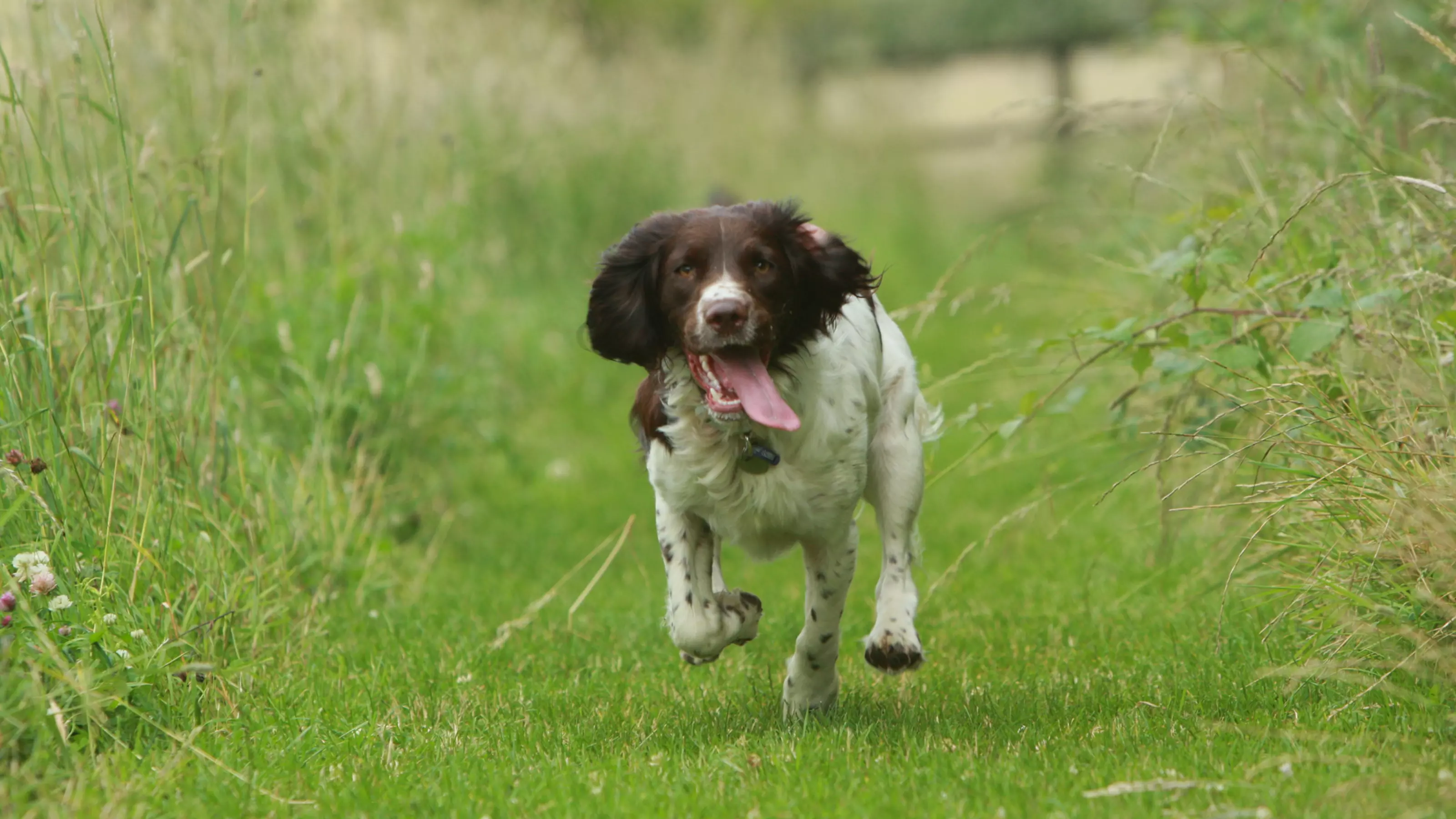 A brown and white spaniel dog running through a grassy field with its tongue out