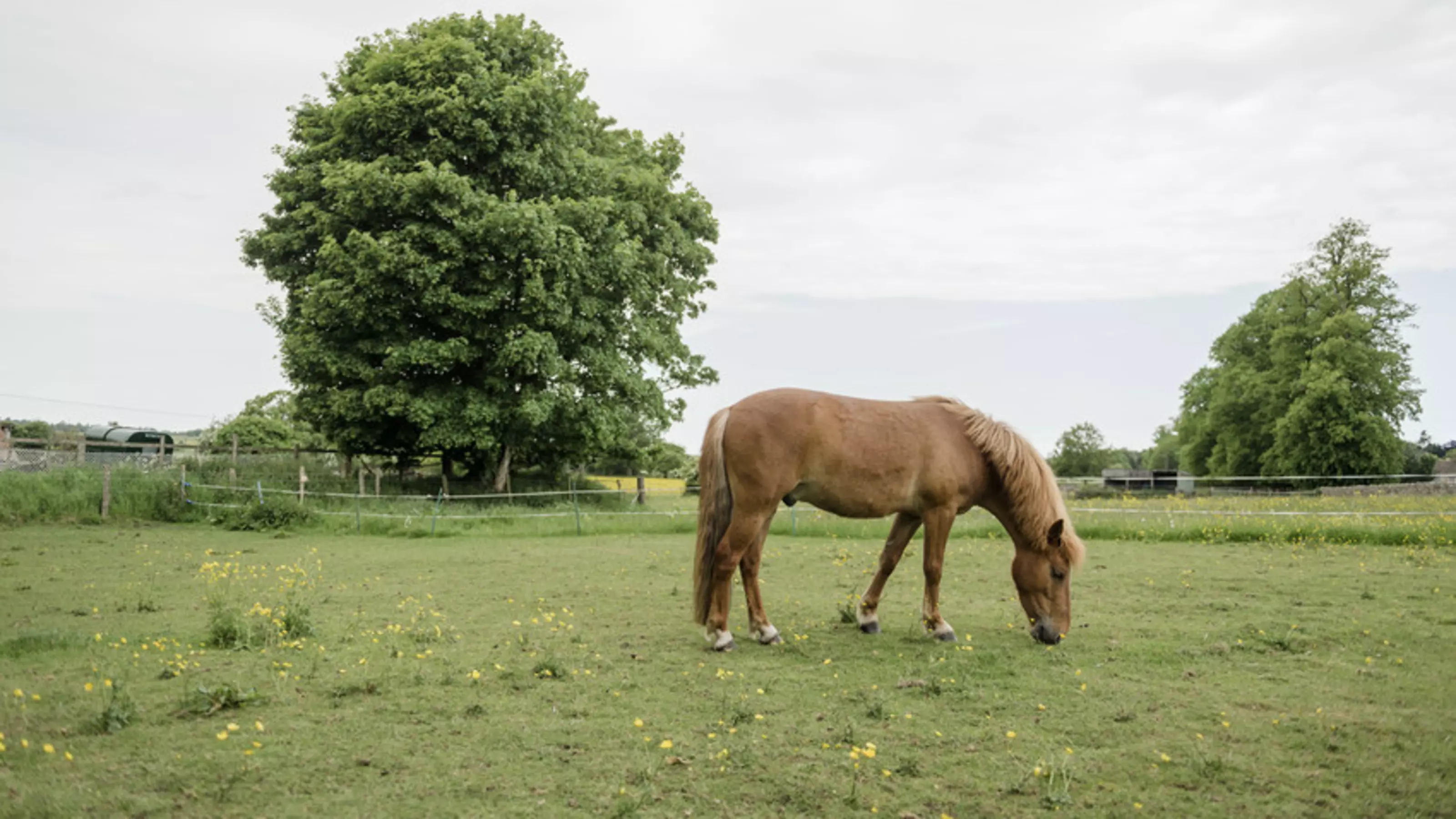 Light brown pony called Heath grazing in a field