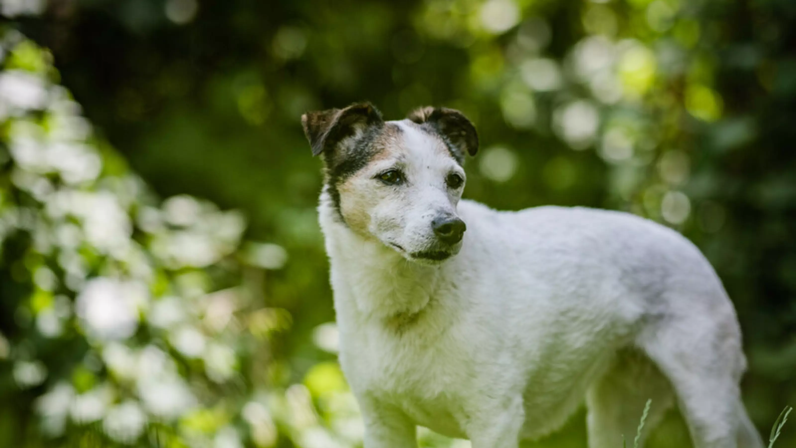 A white and brown jack russell called Libby, gazing outdoors while standing in front of a green back drop