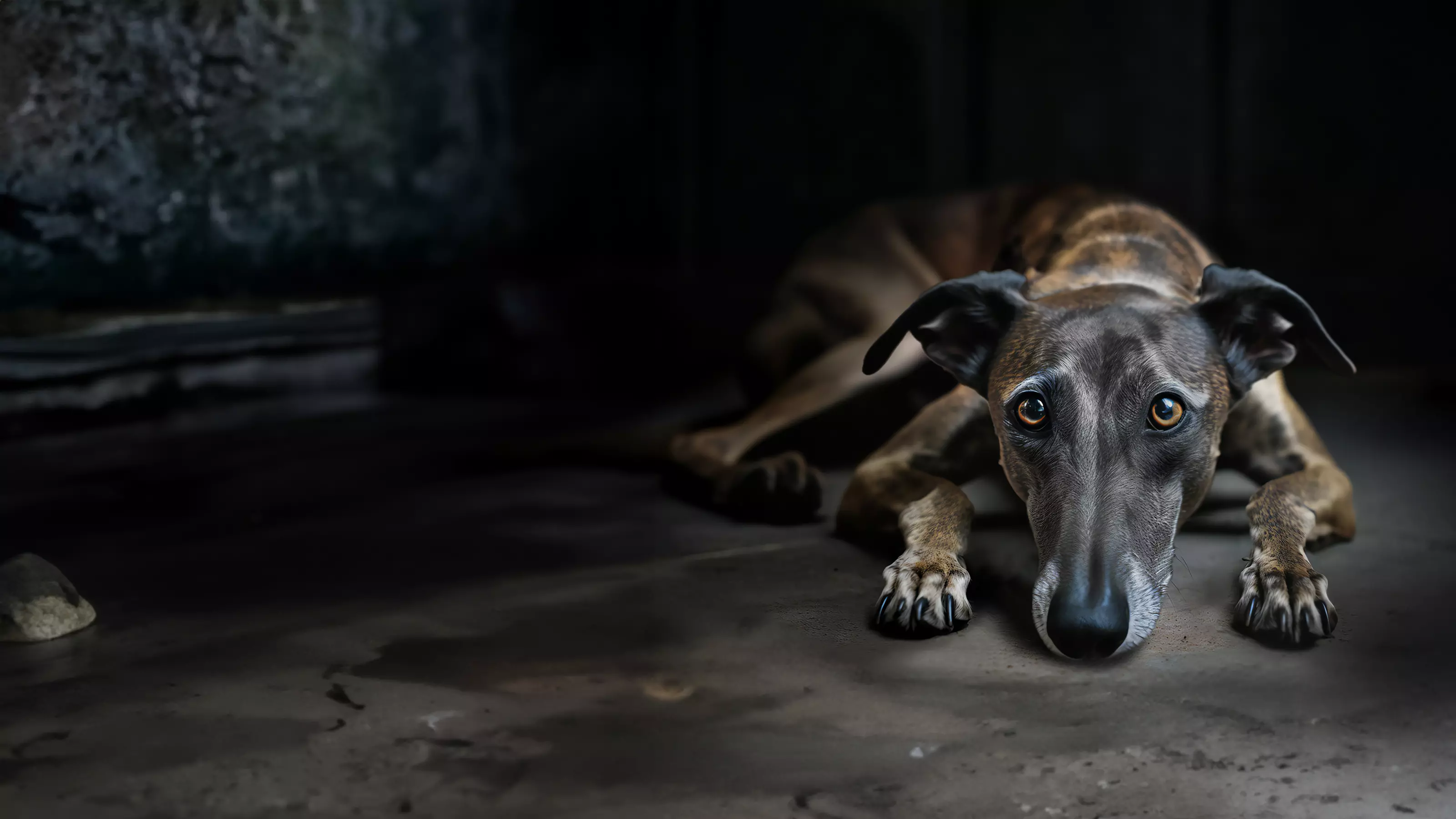 A brindle greyhound lies on a cold, barren kennel floor without comfort