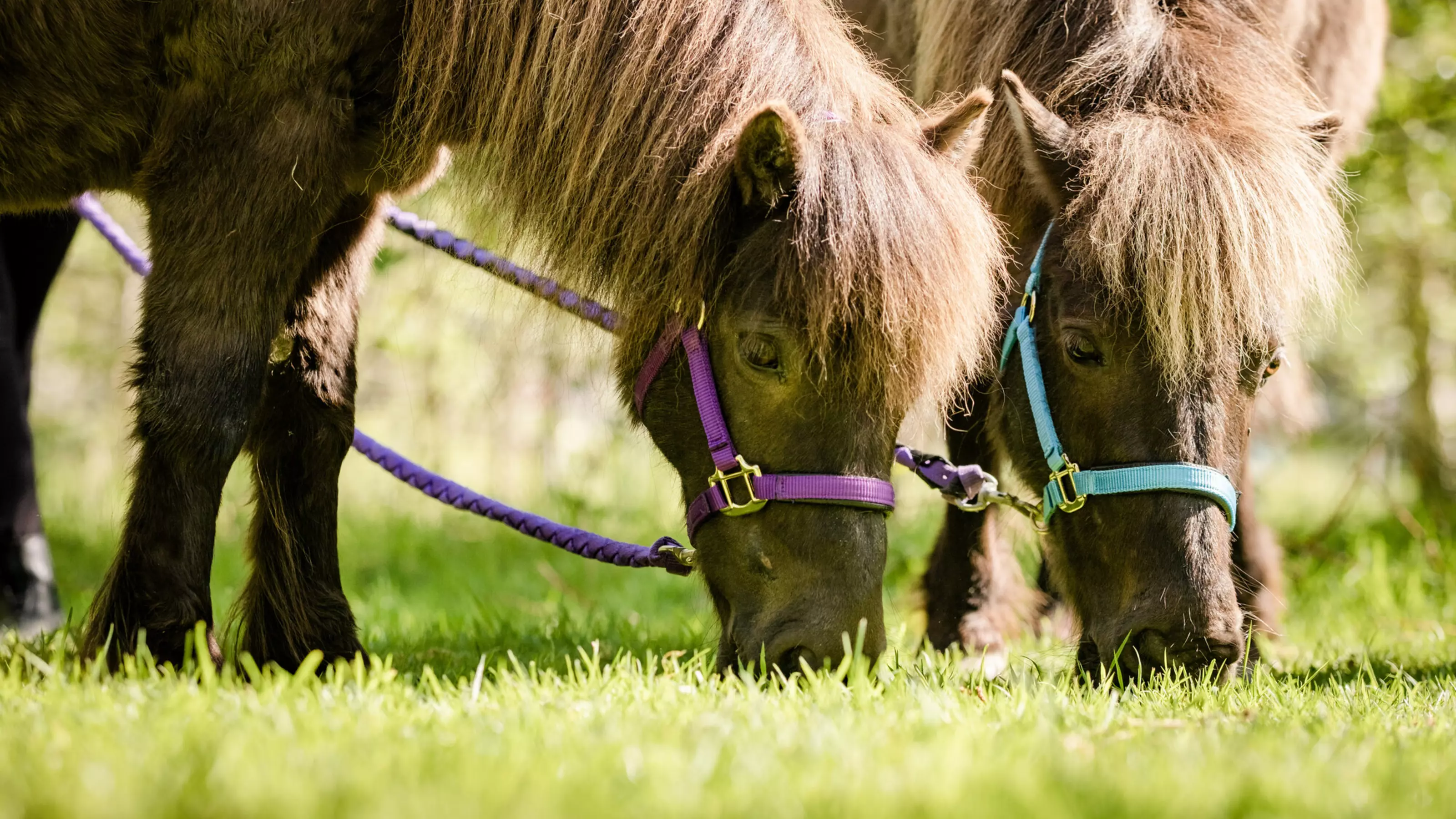 A close up of two brown ponies called treacle and candy in purple and blue reins, eating grass in a field