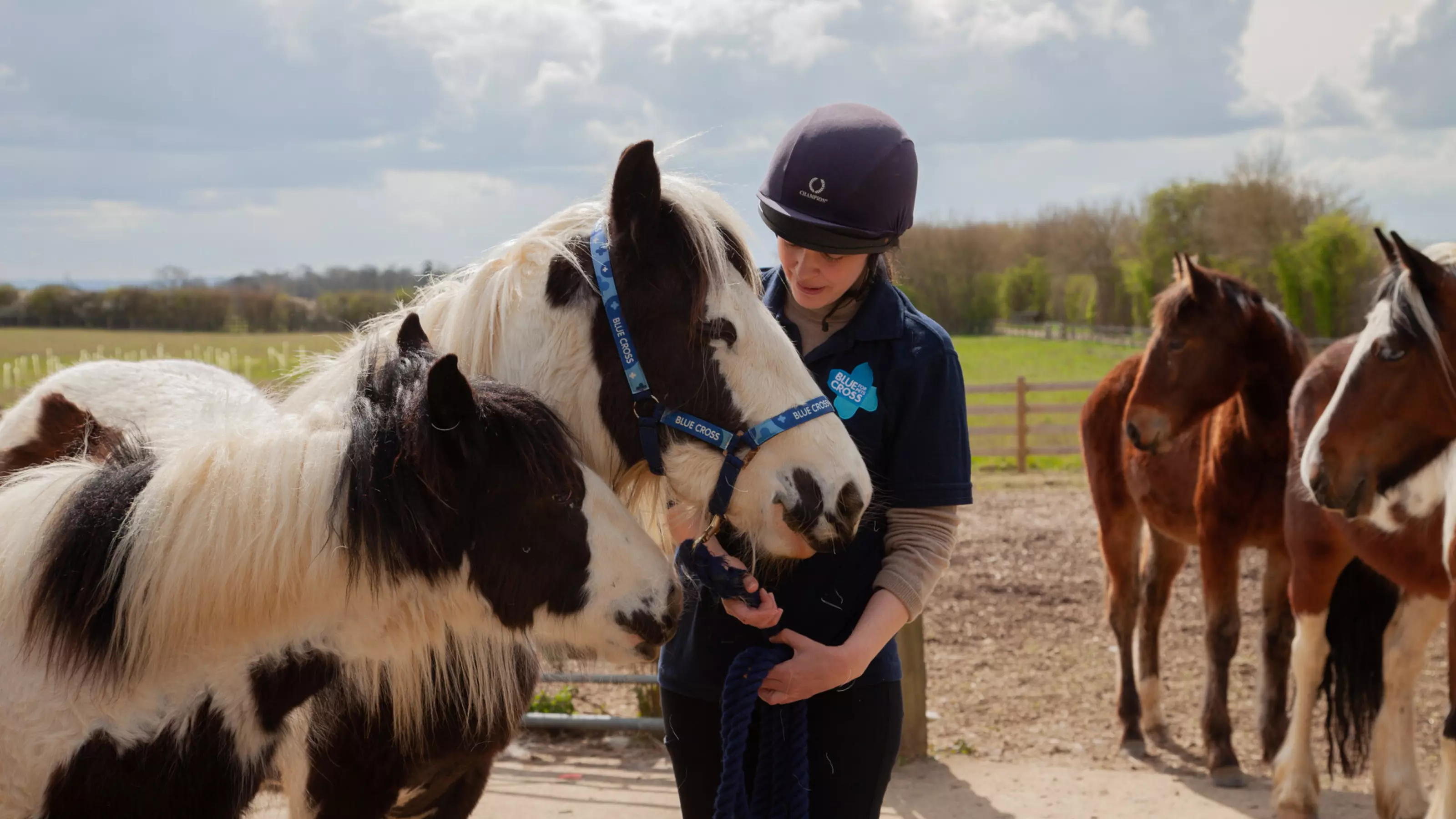 Two brown and white horses at Blue Cross rehoming centre with their keeper