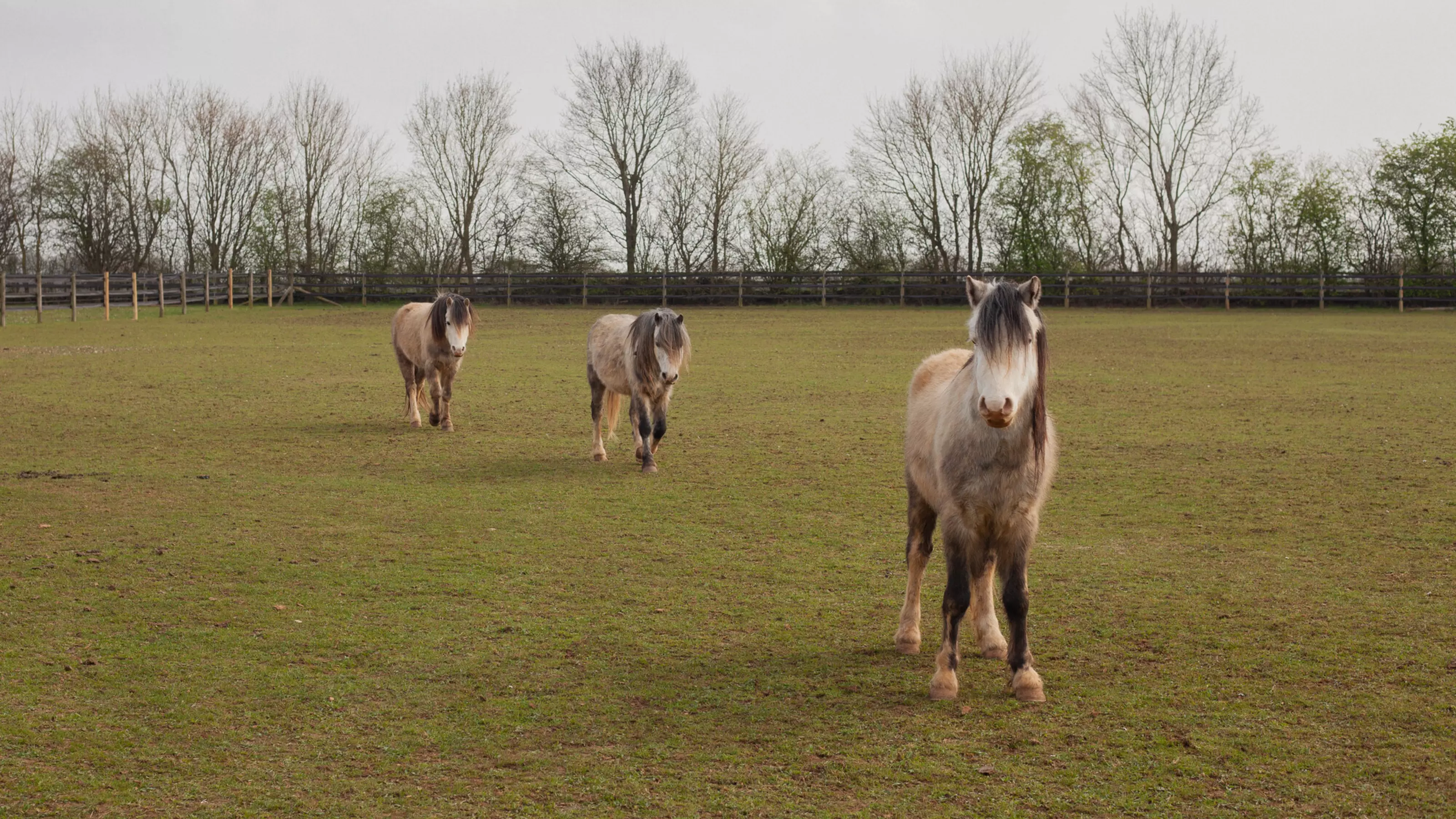 Three grey ponies wander across their paddock.