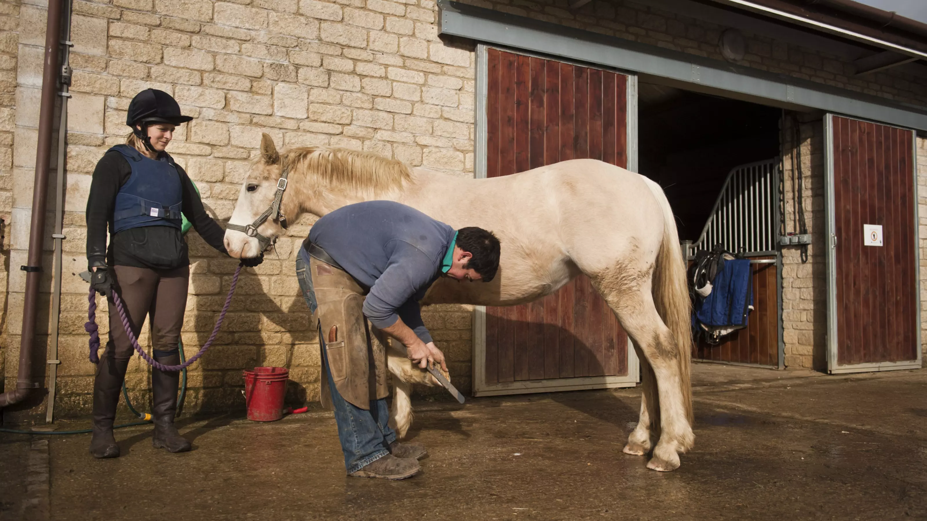 A grey pony has their feet treated by a farrier.