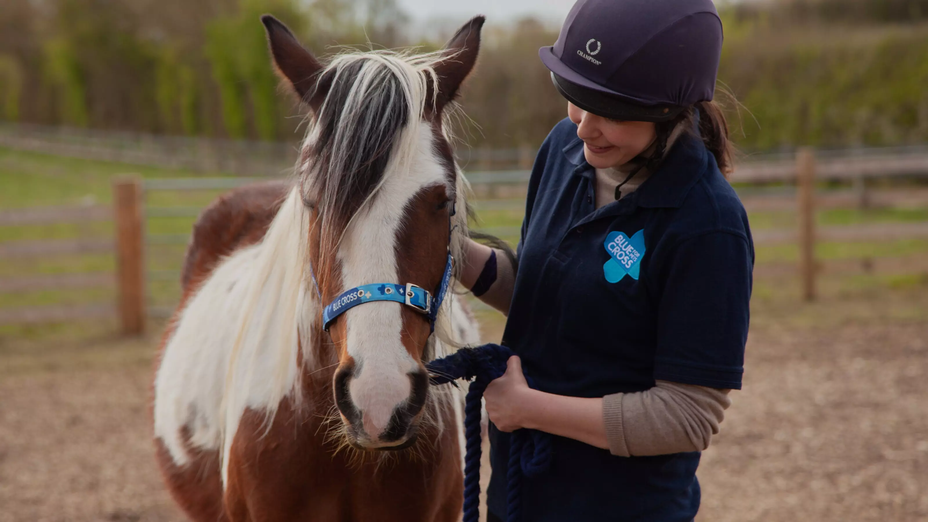 Brown and white horse wearing a Blue Cross head collar, with horse welfare assistant