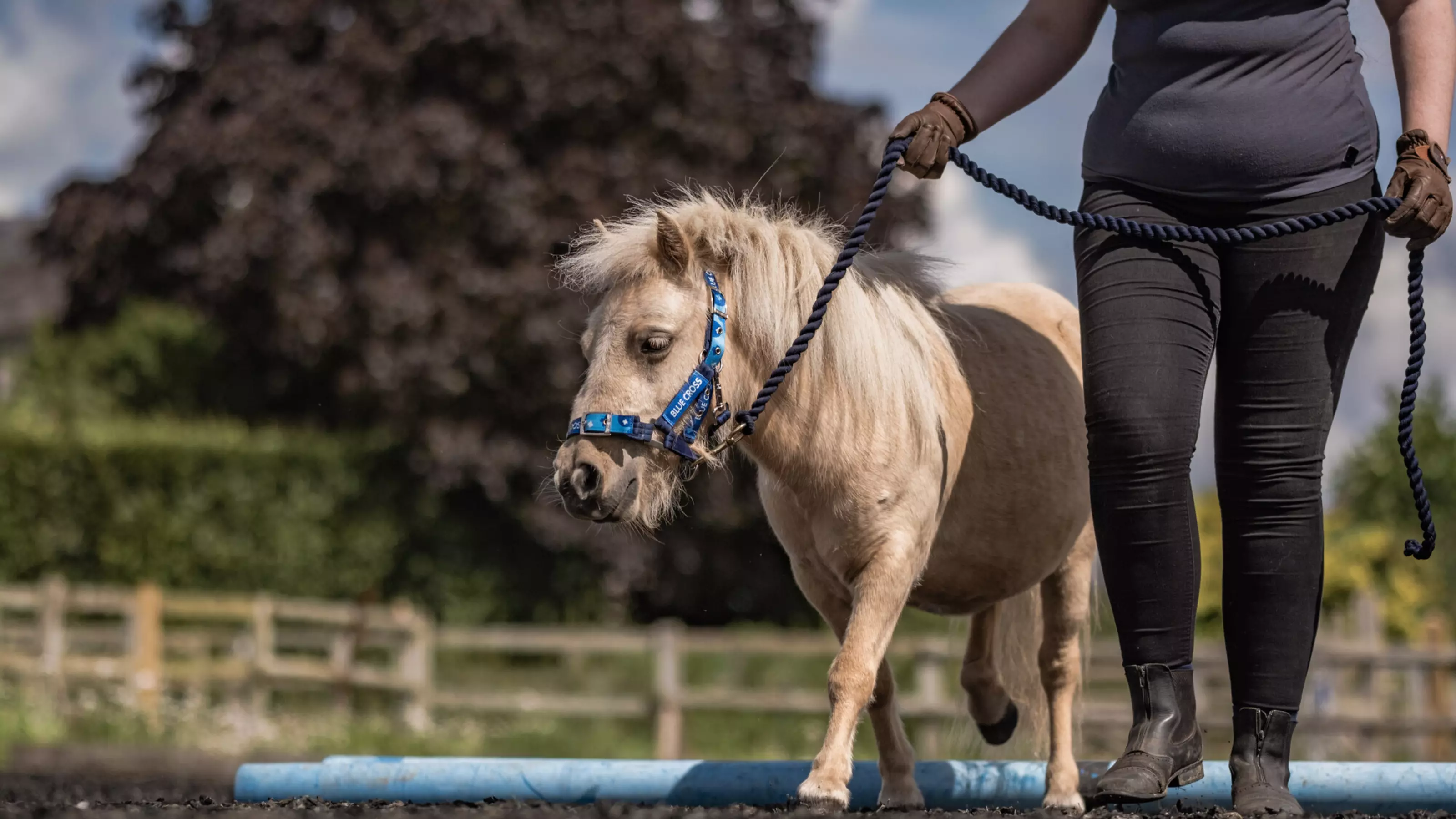 A Shetland pony practices walking over poles with their handler.