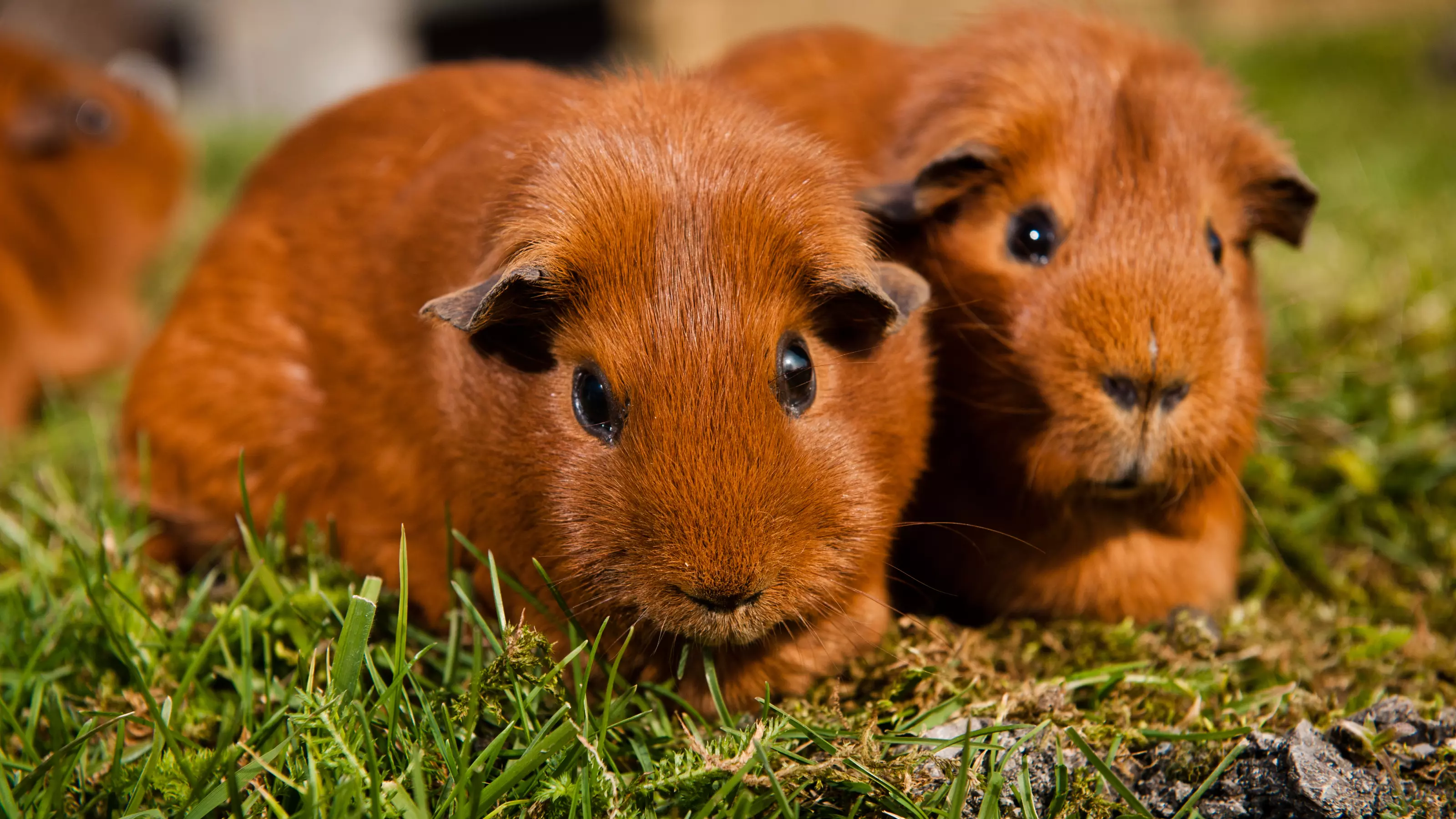 Guinea pig introductions 1