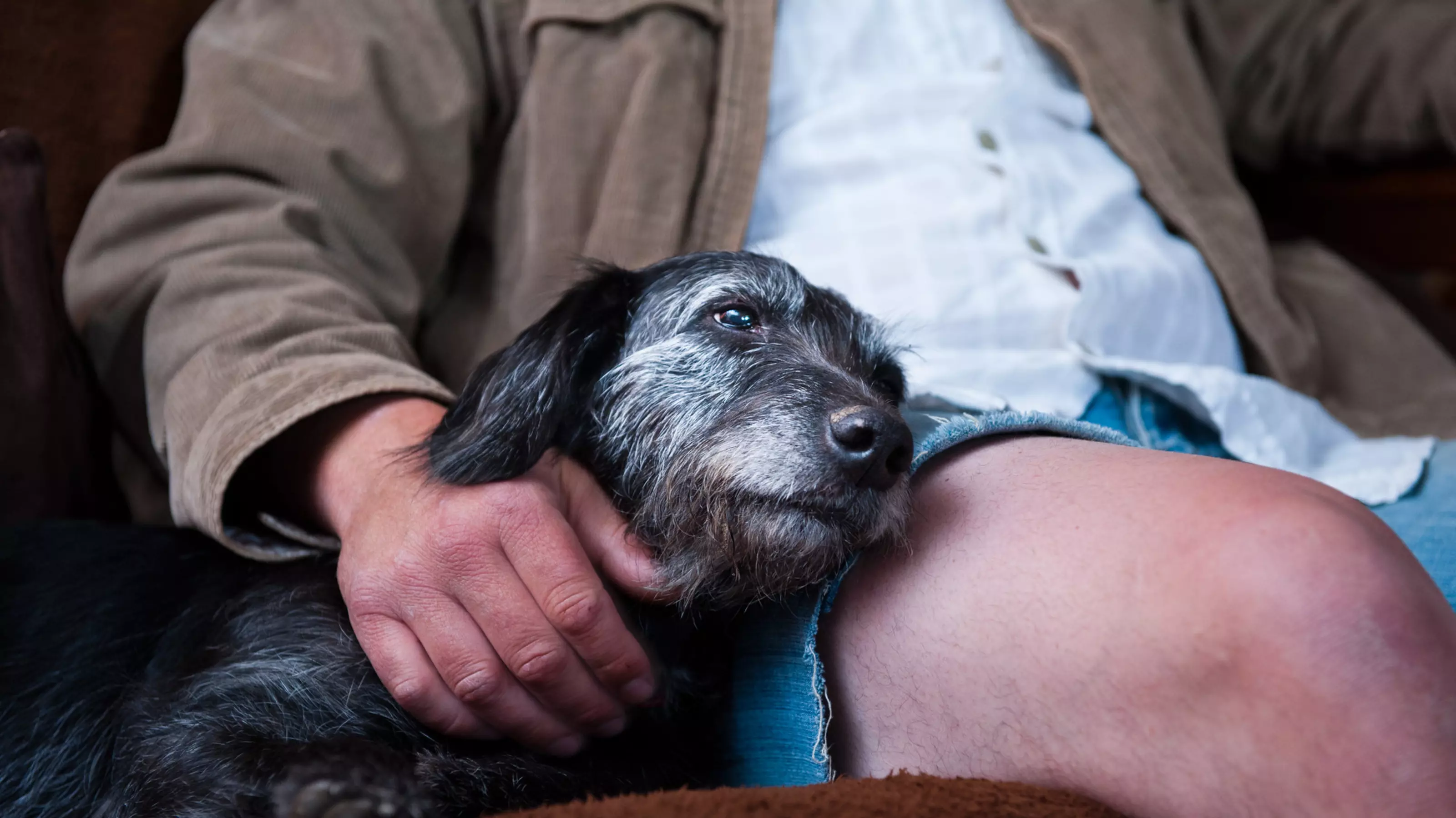 Bedlington terrier cross Brandy with her new owner