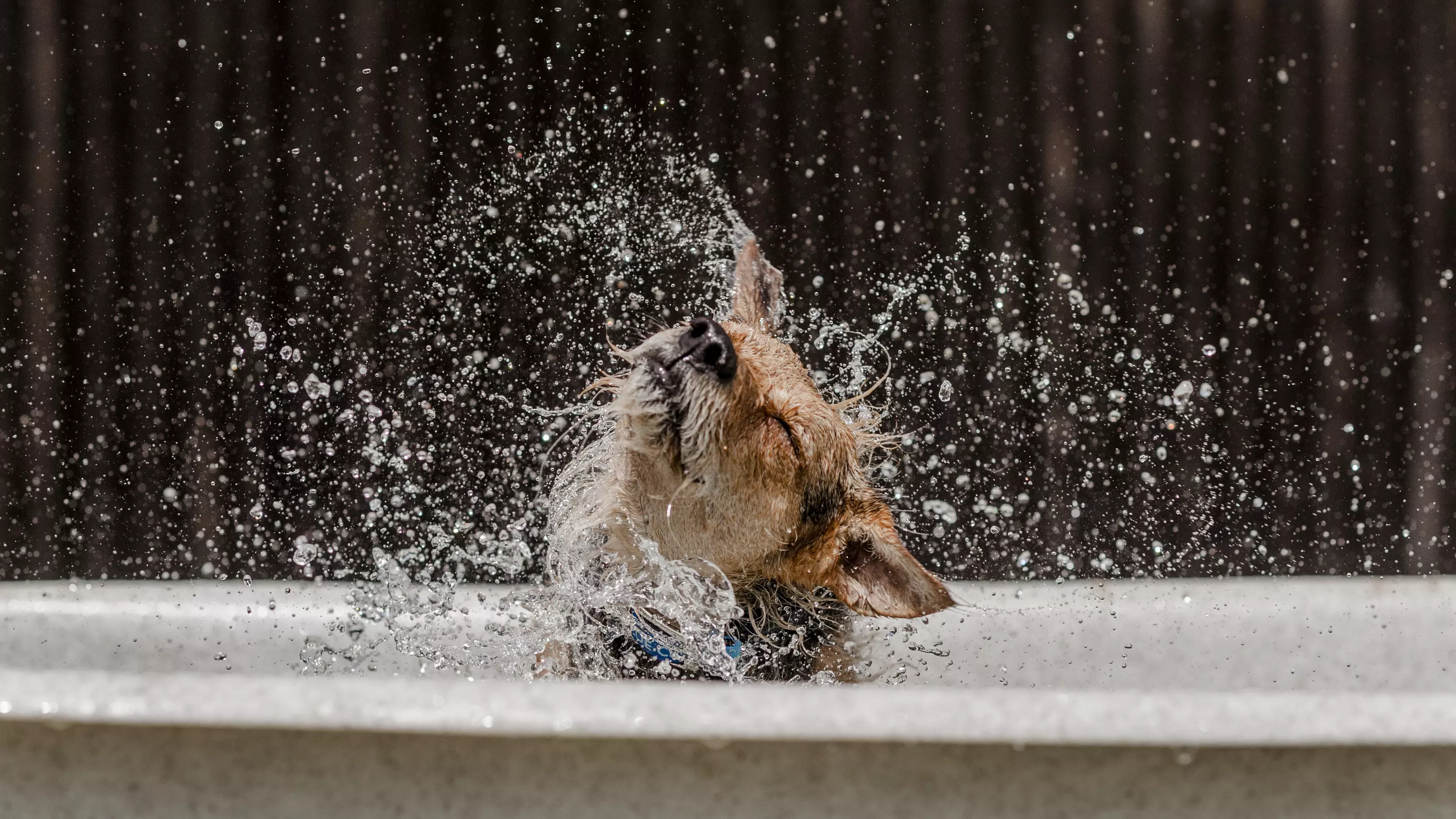 A dog cools down in a paddling pool and splashes water around him