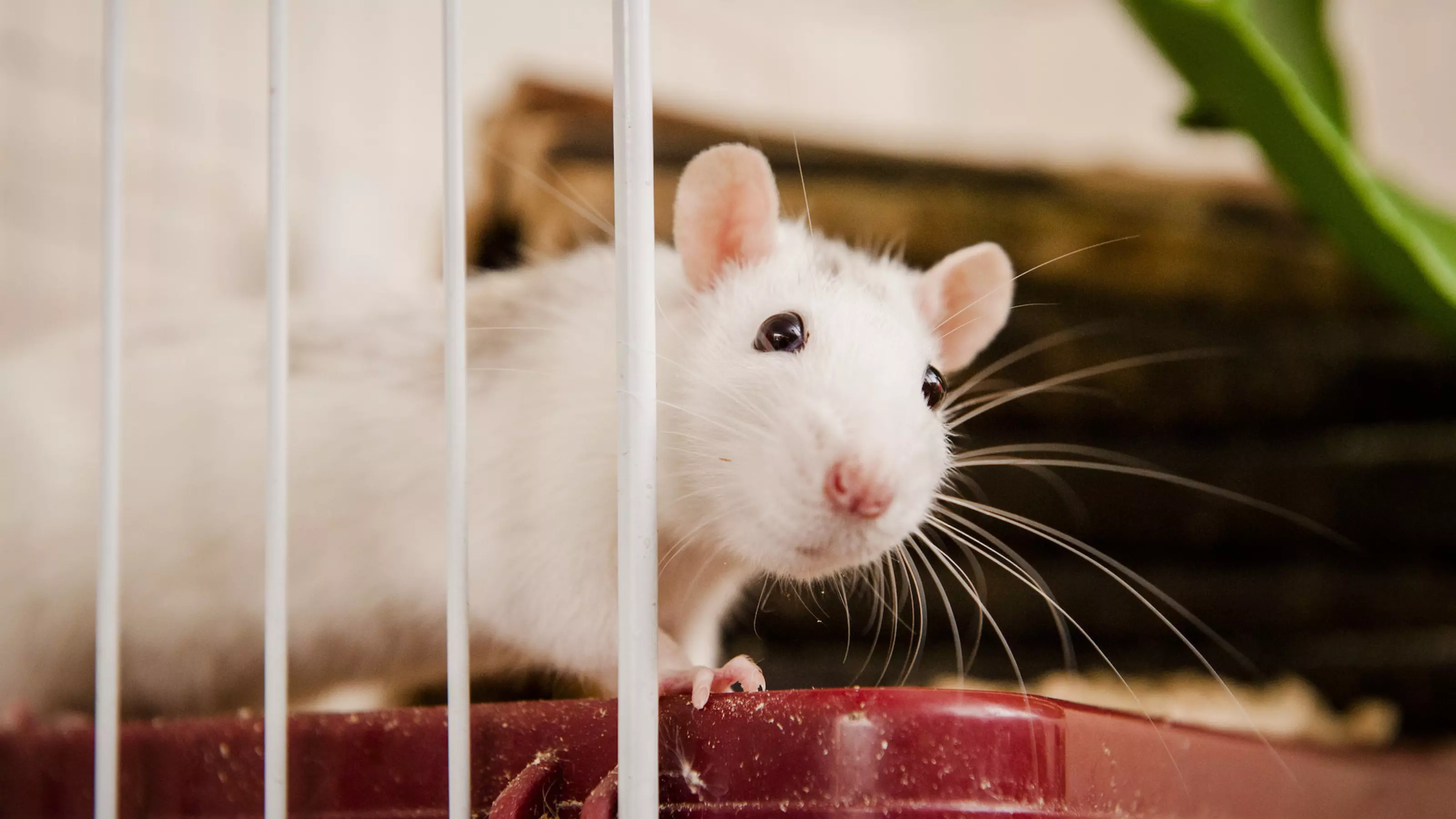 Rat Selma at Burford rehoming centre