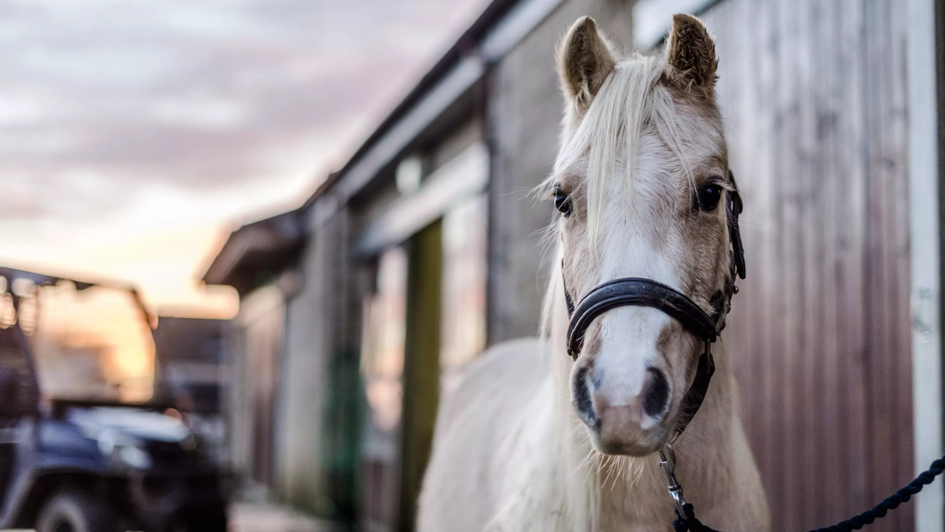 Pony Tizzy at Burford rehoming centre