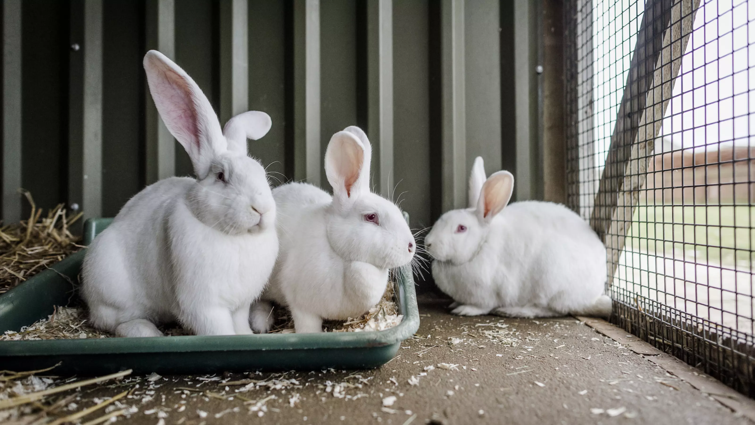 Rabbits Ebenezer, Belle and Fezziwig at Burford rehoming centre