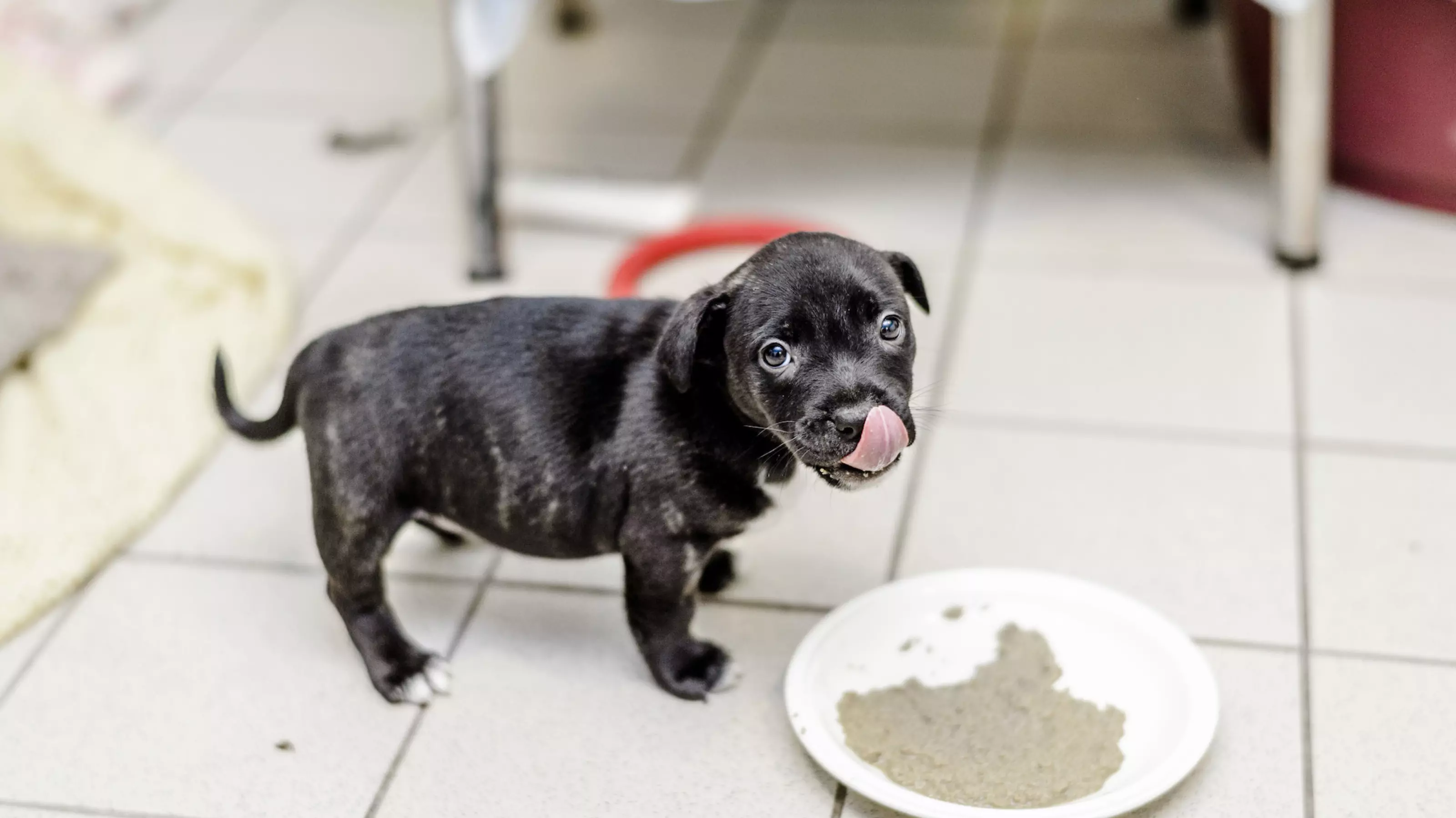 Puppy eating at a Blue Cross rehoming centre