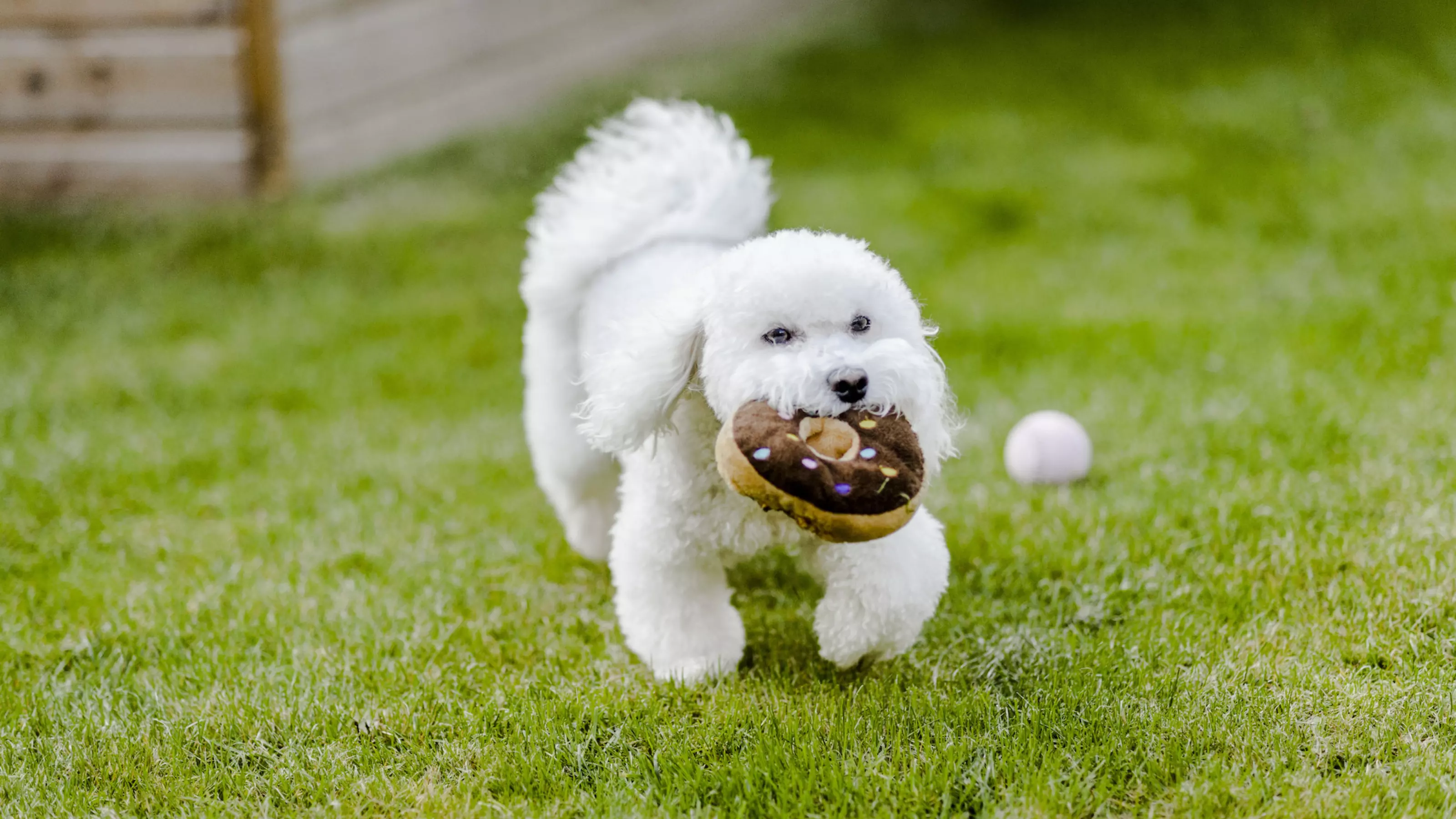 A white fluffy dog with a toy doughnut 