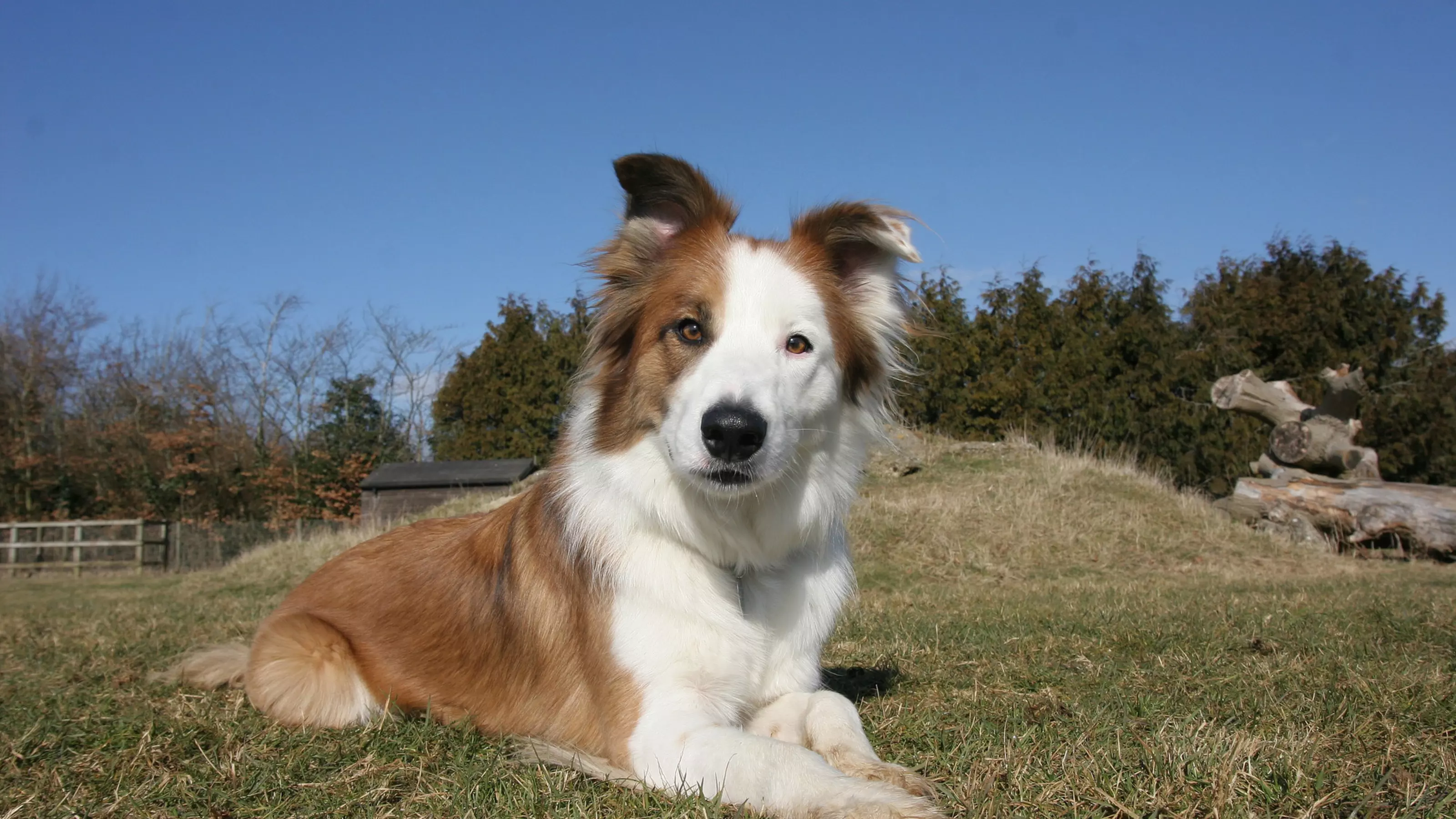 Buddy, a 4-year-old collie who was adopted from The Blue Cross by Aileen Holloway