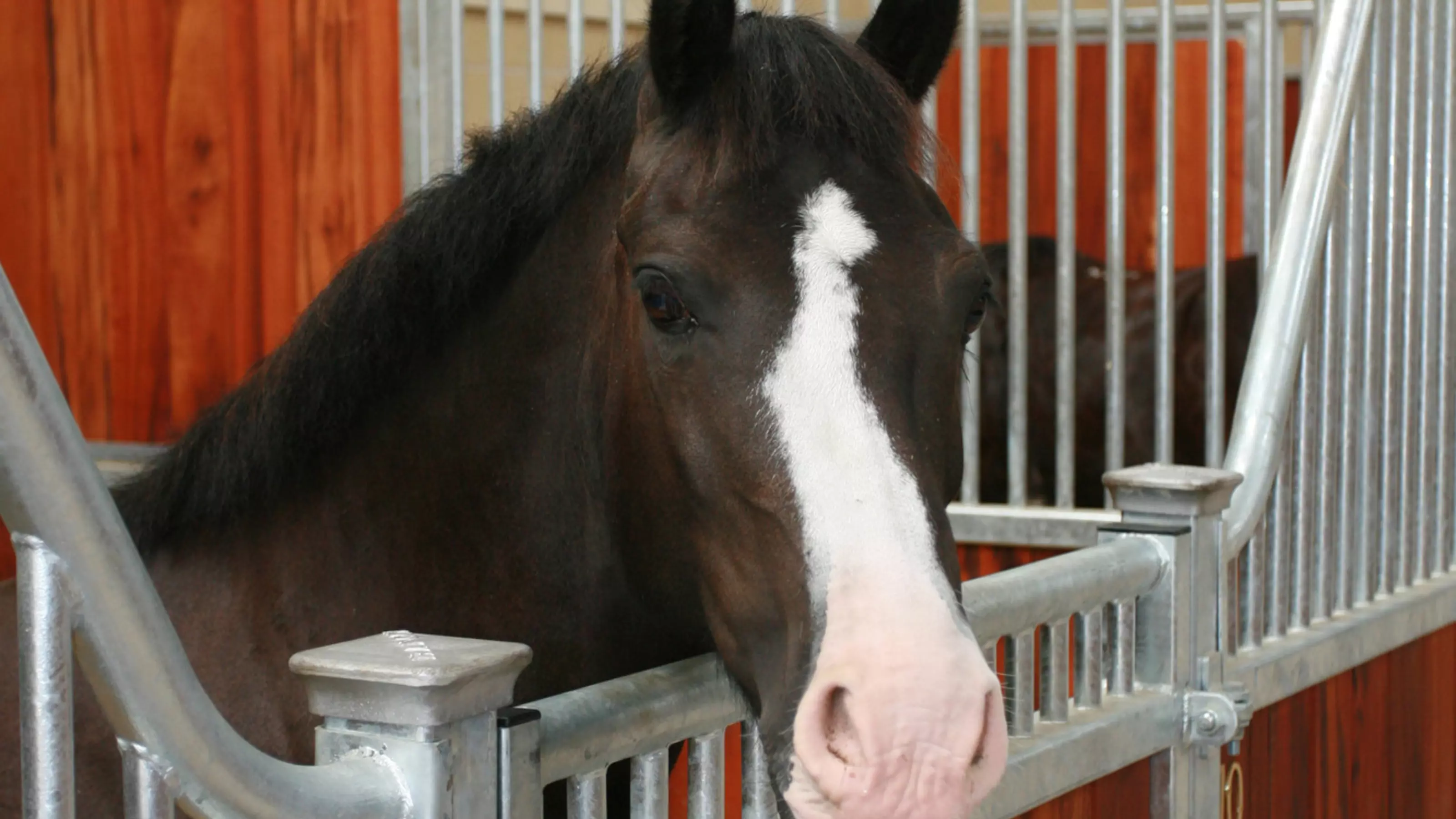 Tom in his stable at the Rolleston equine centre