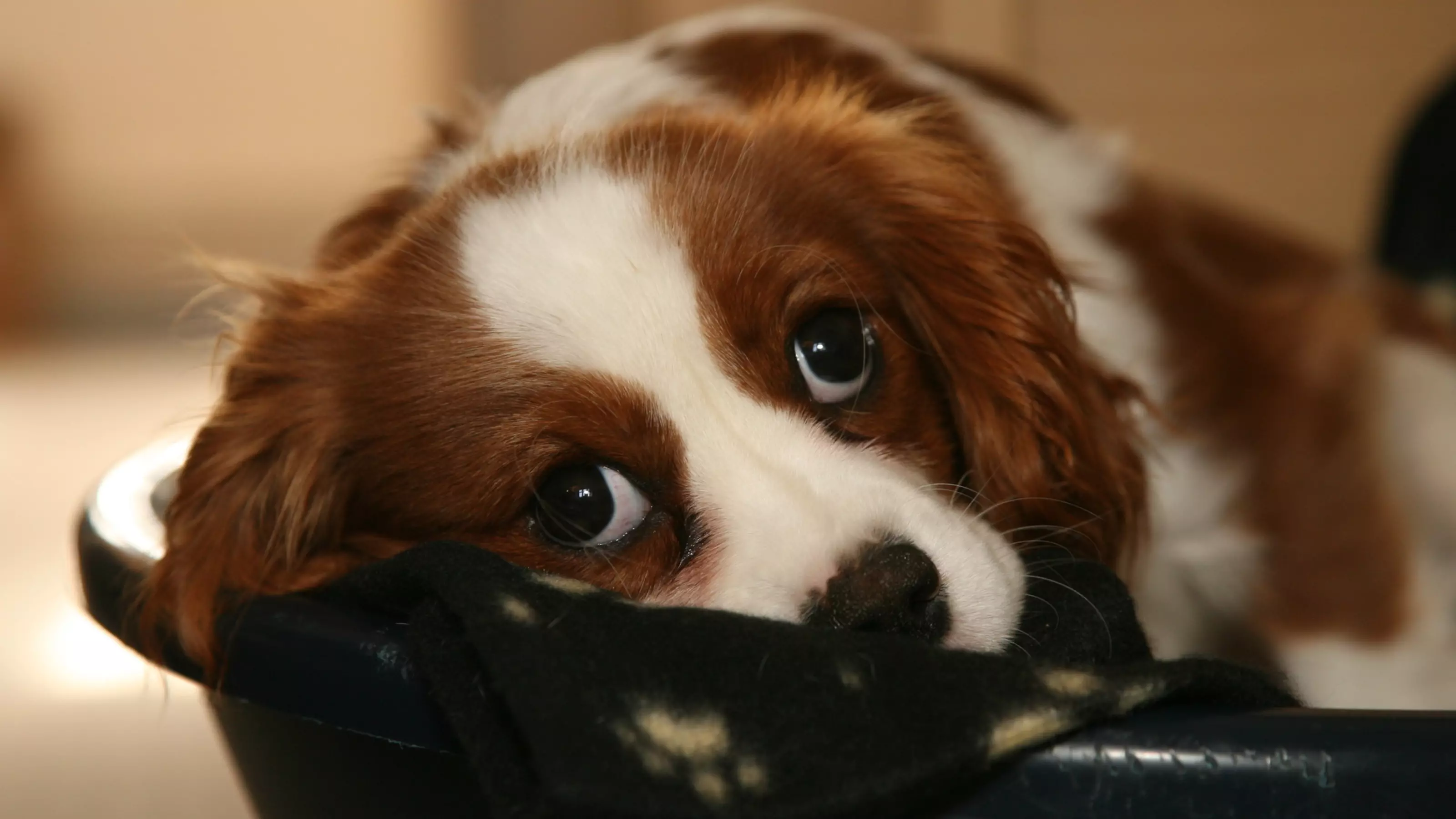 Max, a six-month-old King Charles spaniel belonging to Tony Goodchild