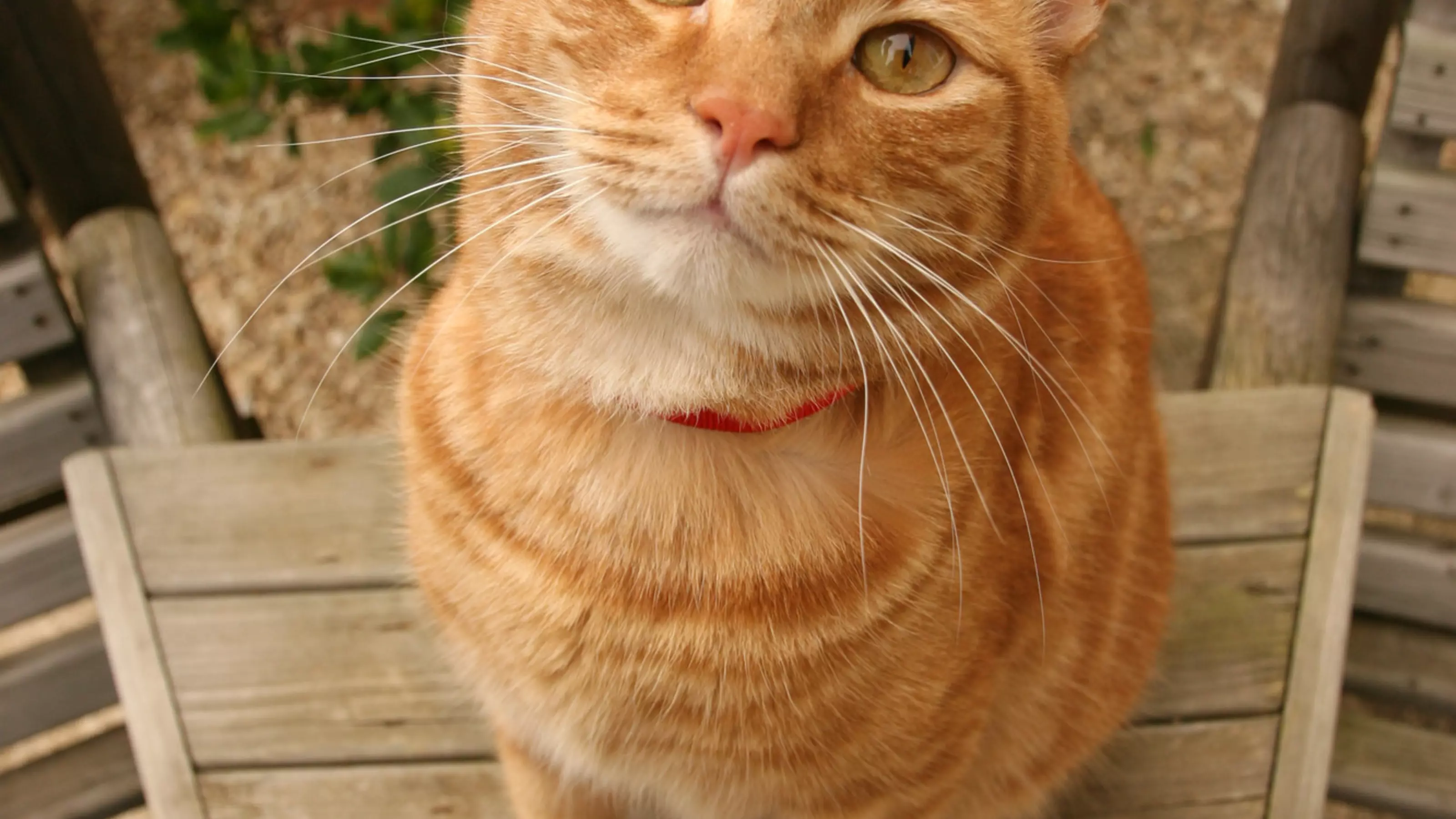 Ginger tabby cat Jaffa, belonging to Burford AWA Sarah Pook