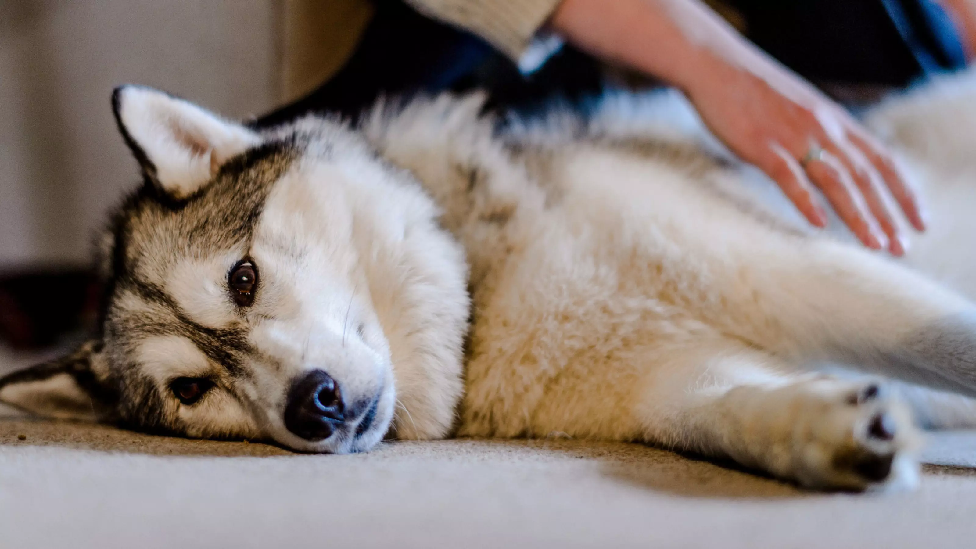 A husky lies down beside her owners
