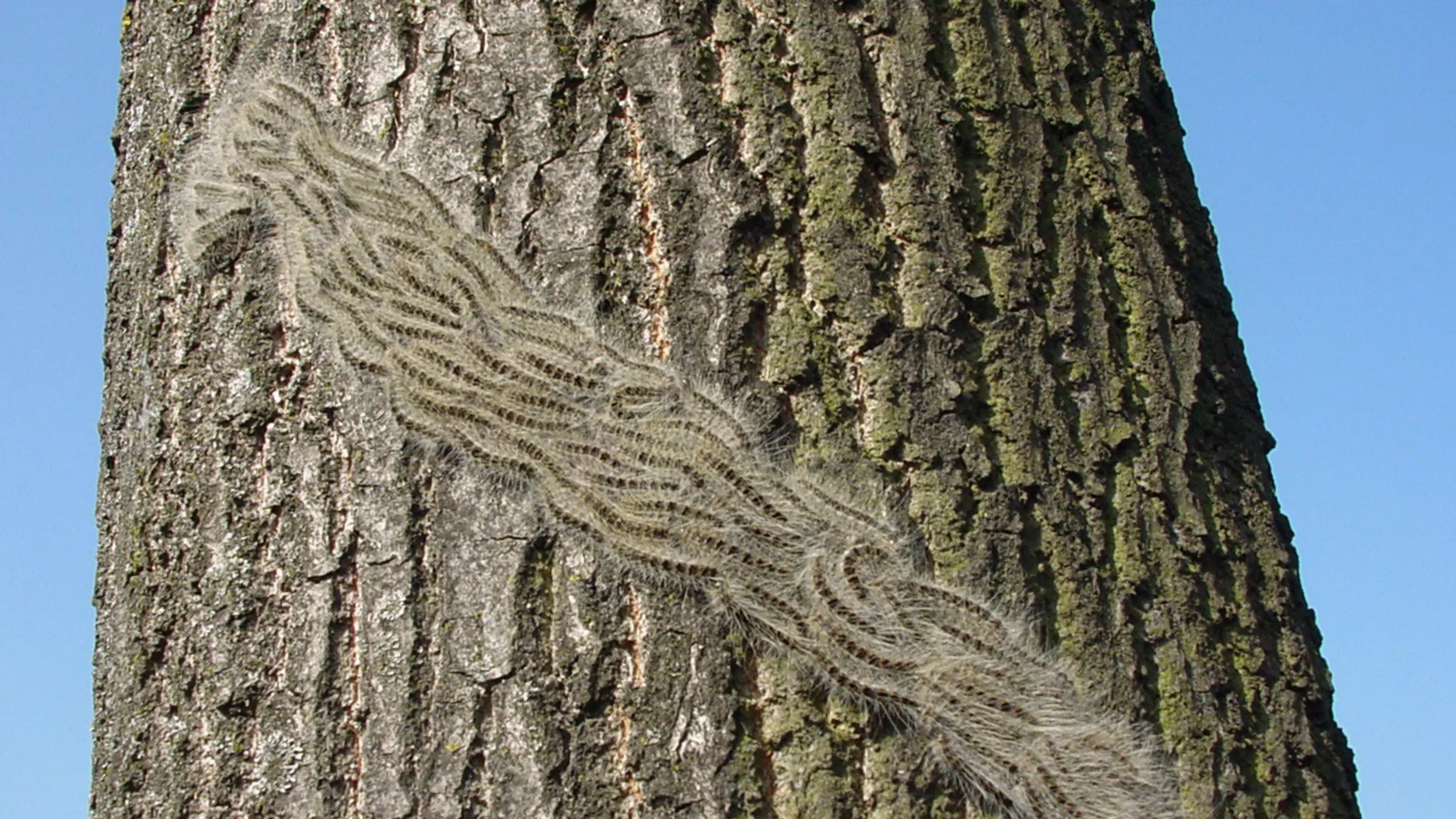 OPM caterpillar's on a oak tree