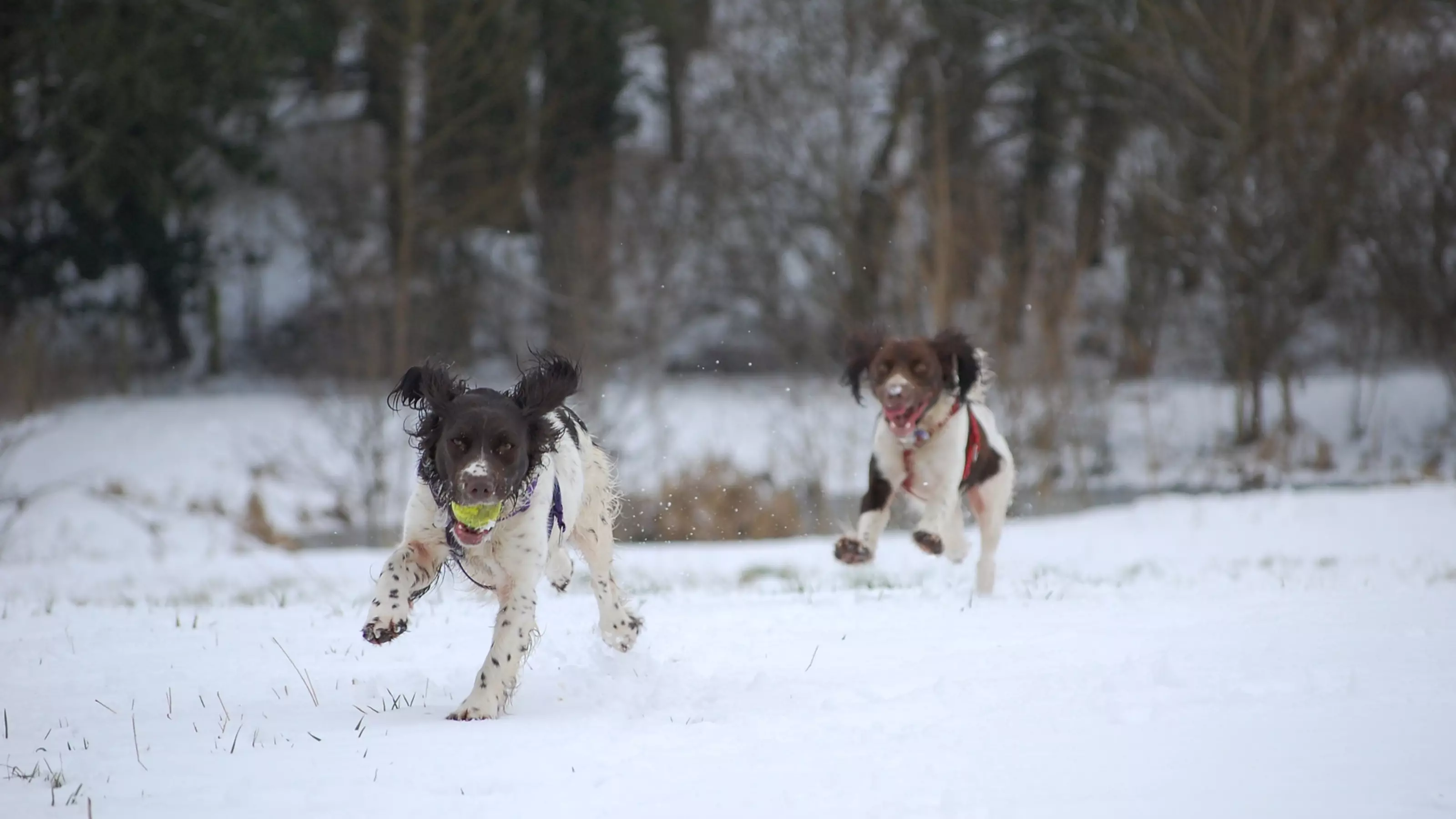 Snow walk with 2 Springers