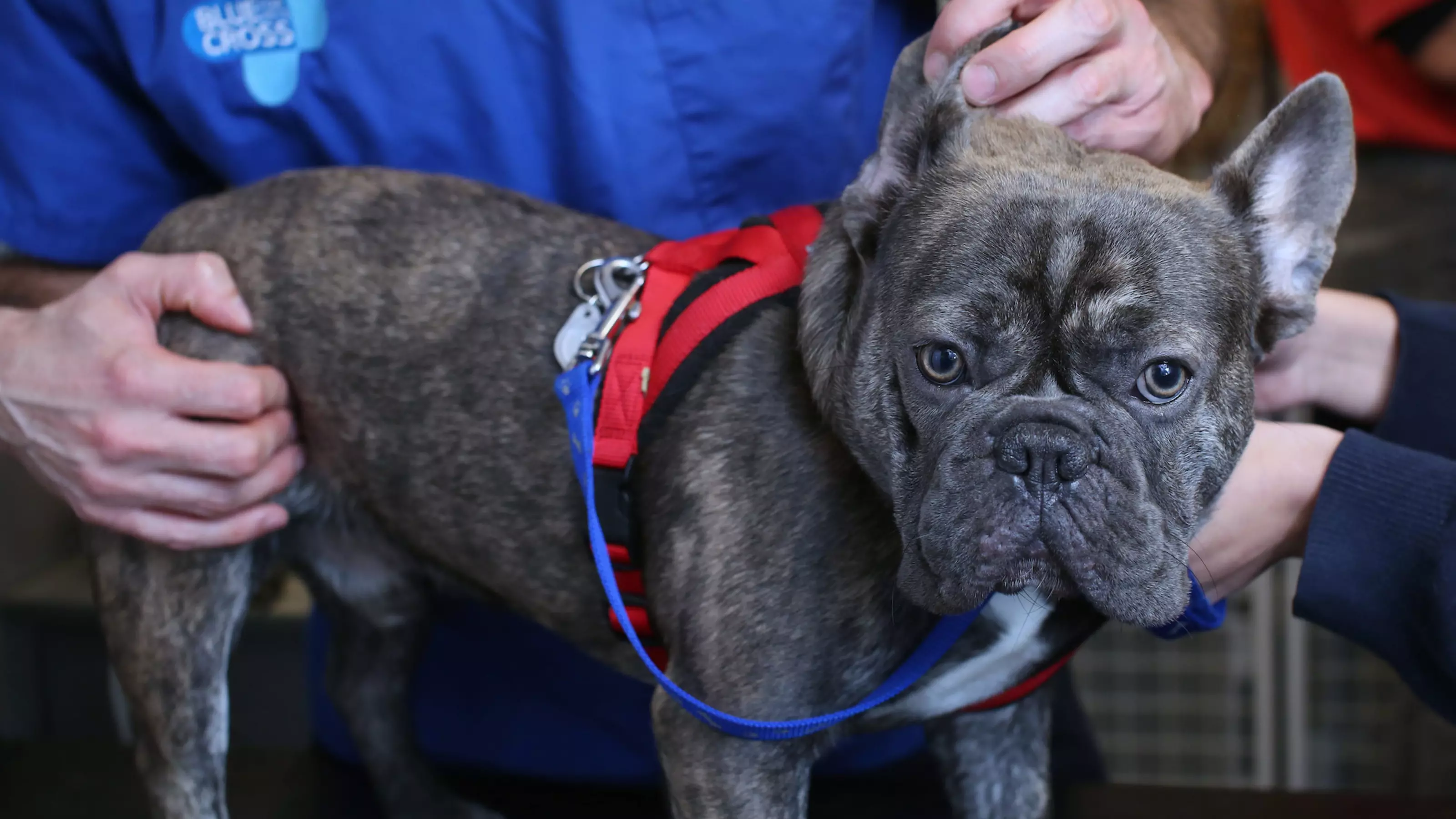 French bulldog at Blue Cross vet clinic