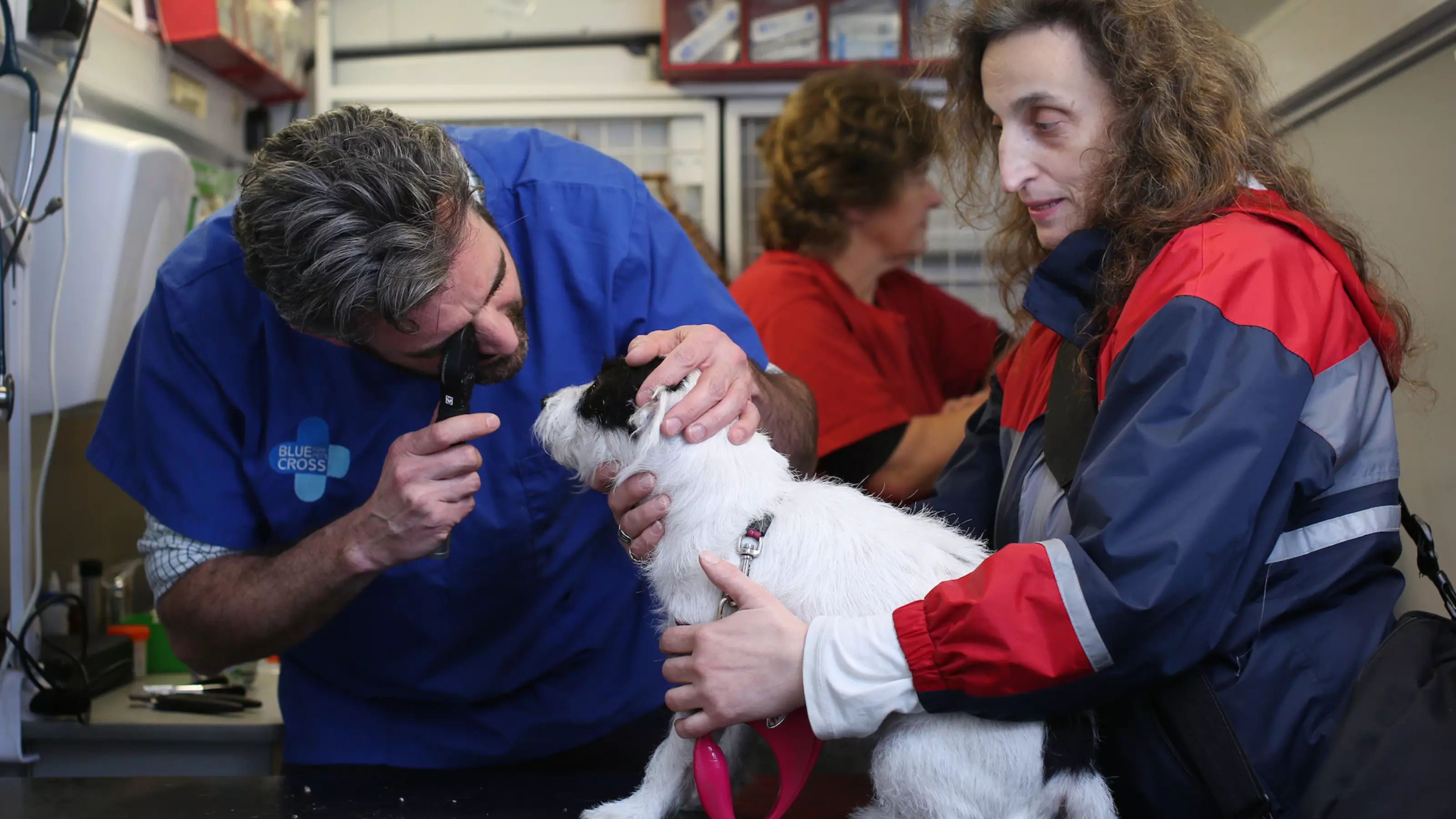 Blue Cross vet examines dog's eye