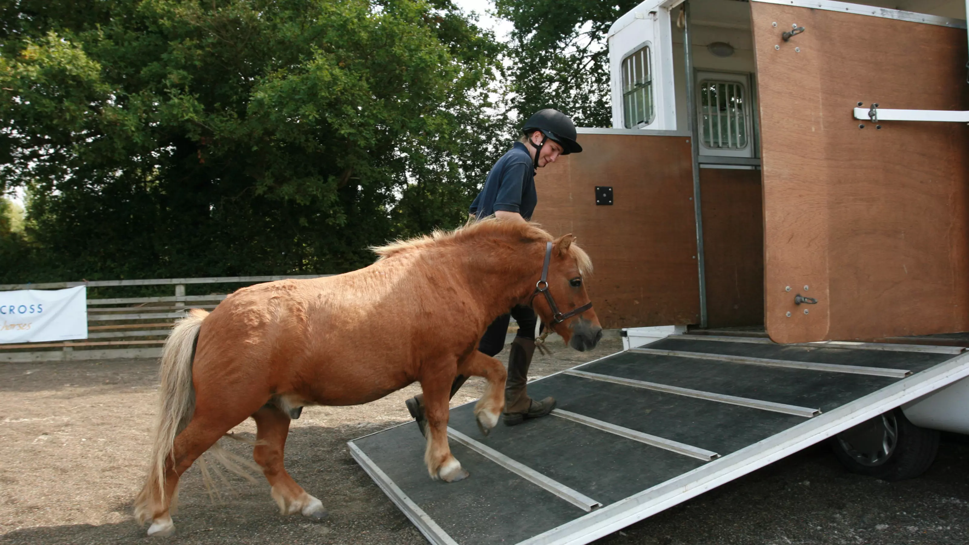 Groom Jenny Prus loading Nidge, a pony at the Northiam equine centre