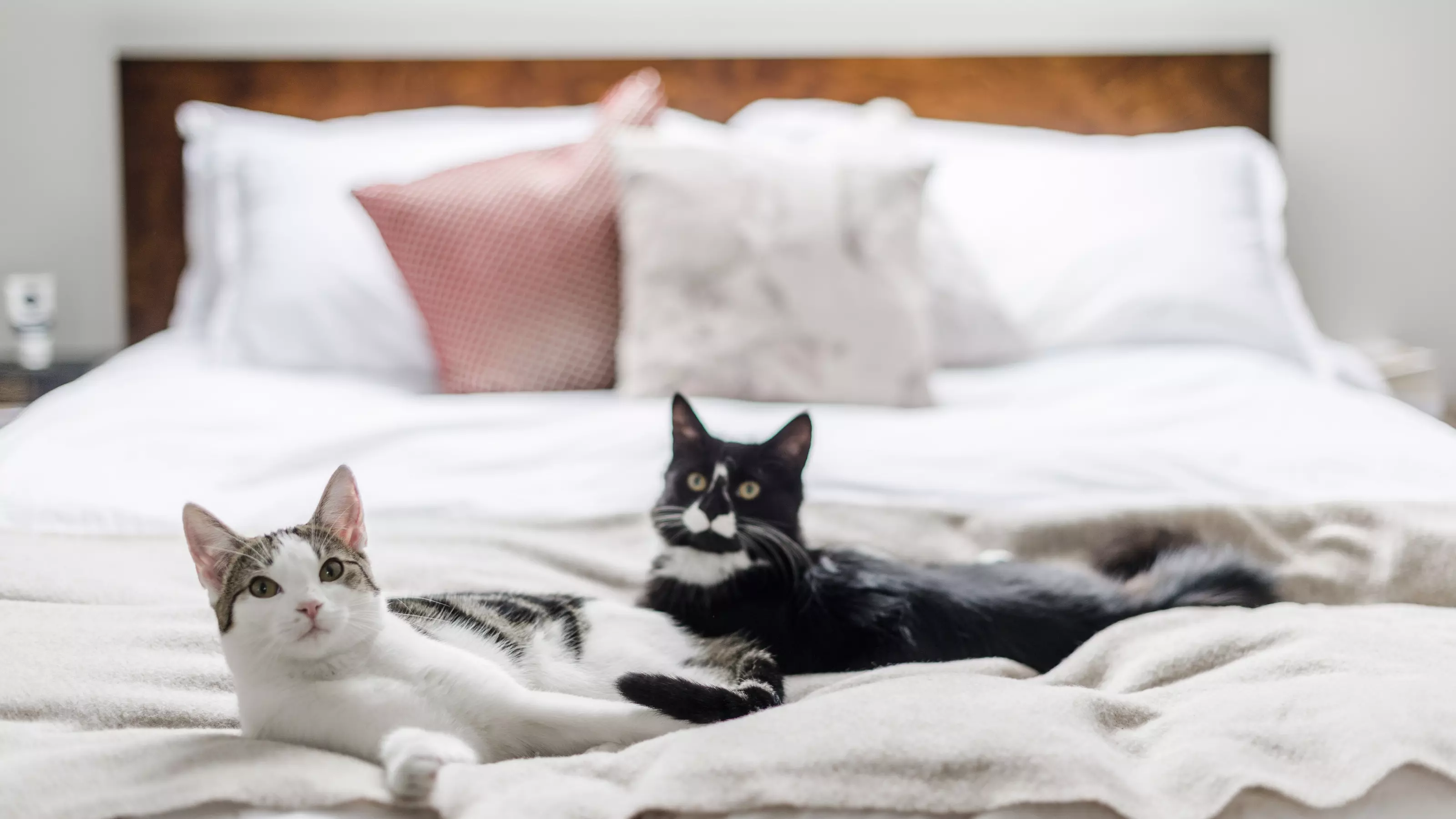 Cats Flo and Ivy snuggle up on a cosy bed in their new home
