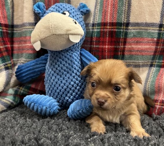 Grey Collar, a 1 month old male Chihuahua available for adoption from Blue Cross in Burford, Oxfordshire