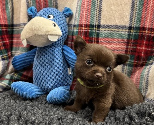 Luminous Yellow Collar, a 1 month old male Chihuahua available for adoption from Blue Cross in Burford, Oxfordshire