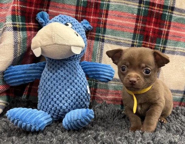 Chihuahua Puppies, a 2 months old female Chihuahua available for adoption from Blue Cross in Burford, Oxfordshire