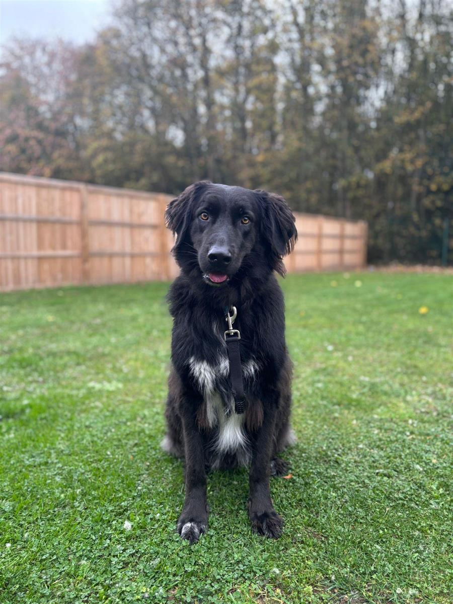 Bear, a 3 years old male Crossbreed available for adoption from Blue Cross in Suffolk, Oxfordshire