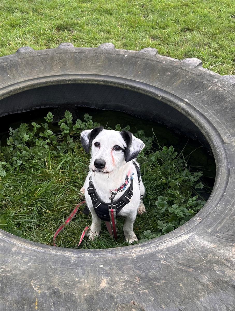Eddie, a 10 years old male Crossbreed available for adoption from Blue Cross in Harpenden, Hertfordshire