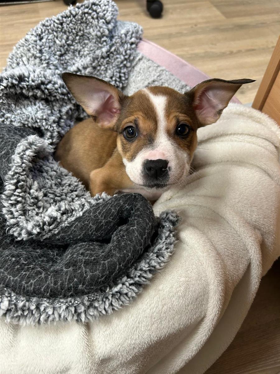 Fallow, a 2 months old female Staffordshire Bull Terrier available for adoption from Blue Cross in Greater Manchester rehoming, advice and behaviour unit, Greater Manchester