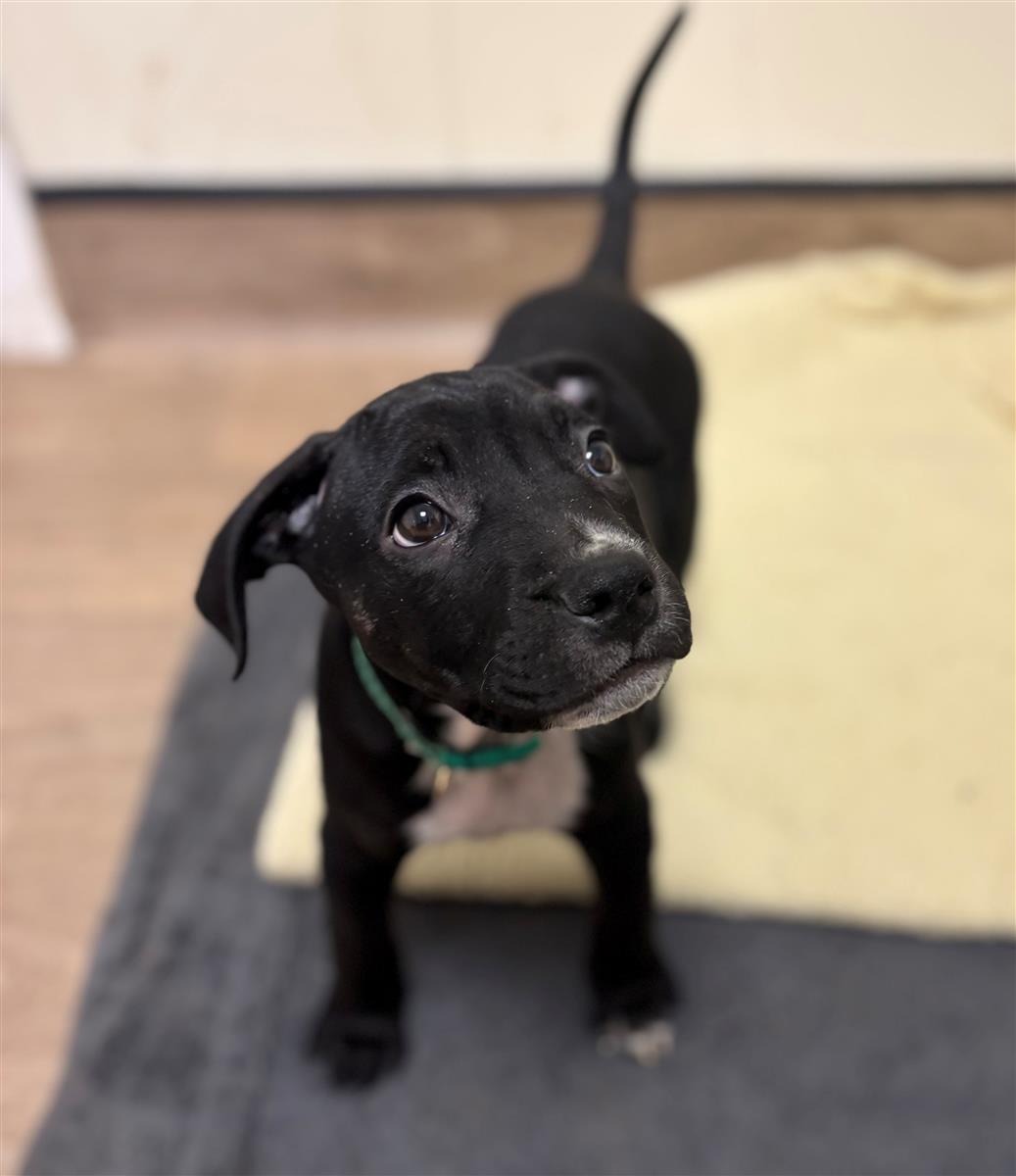 Captain, a 2 months old male Cane Corso available for adoption from Blue Cross in West Midlands: Bromsgrove rehoming centre, Worcestershire