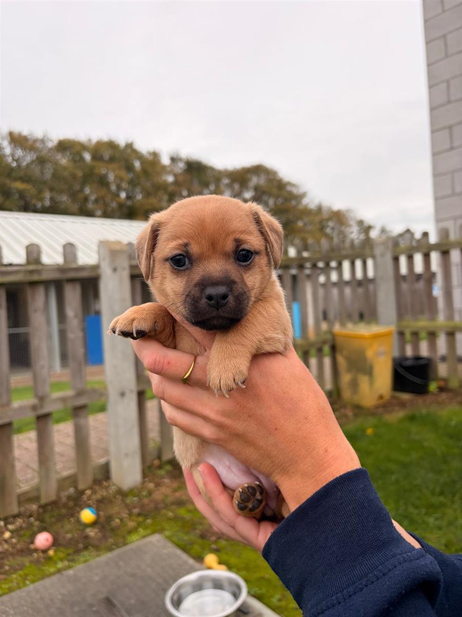 Caramac, a 2 months old female Crossbreed available for adoption from Blue Cross in Suffolk rehoming centre, Suffolk