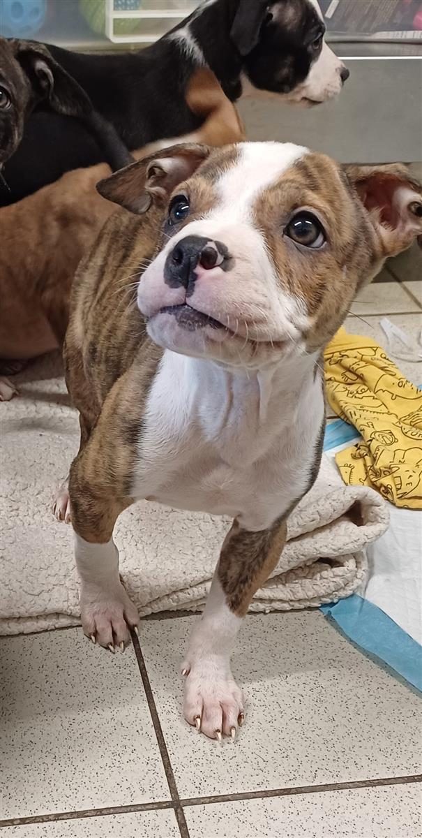 Draco Malfoy, a 2 months old male Staffordshire Bull Terrier available for adoption from Blue Cross in West Midlands: Bromsgrove rehoming centre, Worcestershire