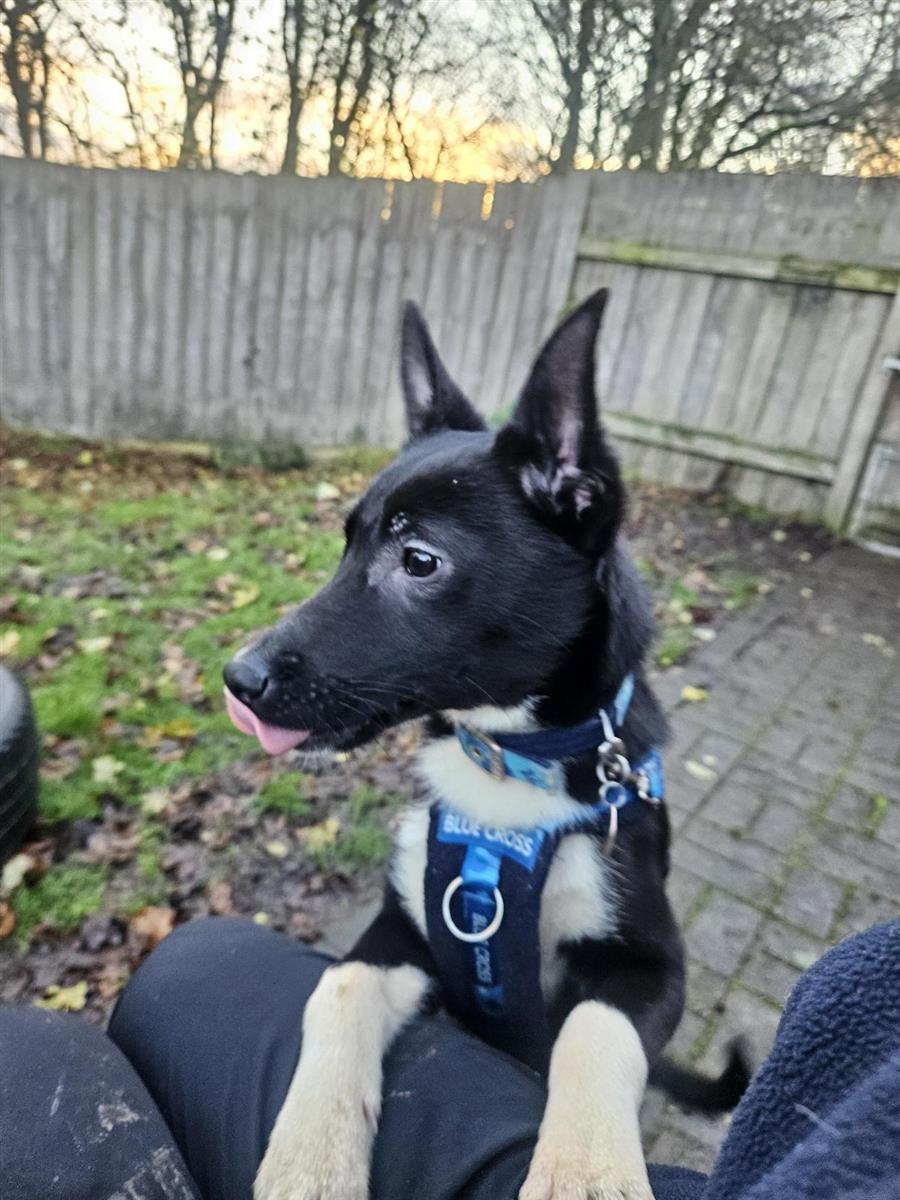 Priya, a 7 months old female Crossbreed available for adoption from Blue Cross in Thirsk, North Yorkshire
